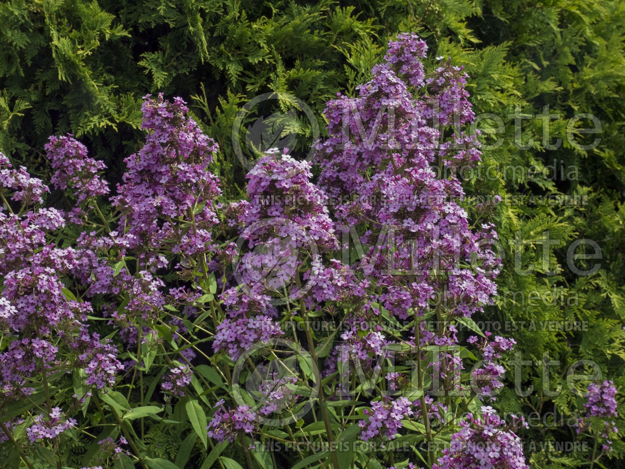 Phlox Jeana (Phlox) 5