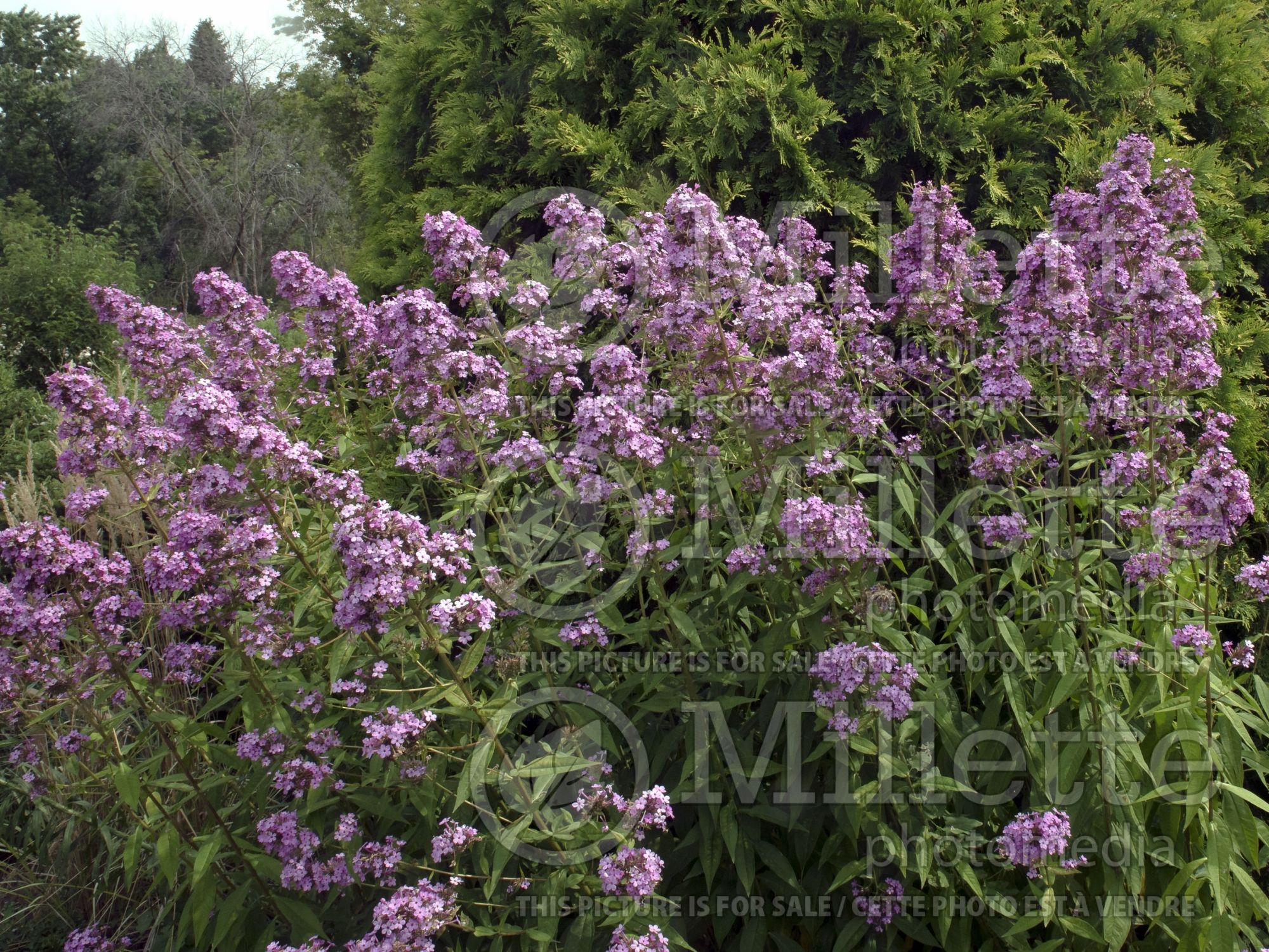 Phlox Jeana (Phlox) 6
