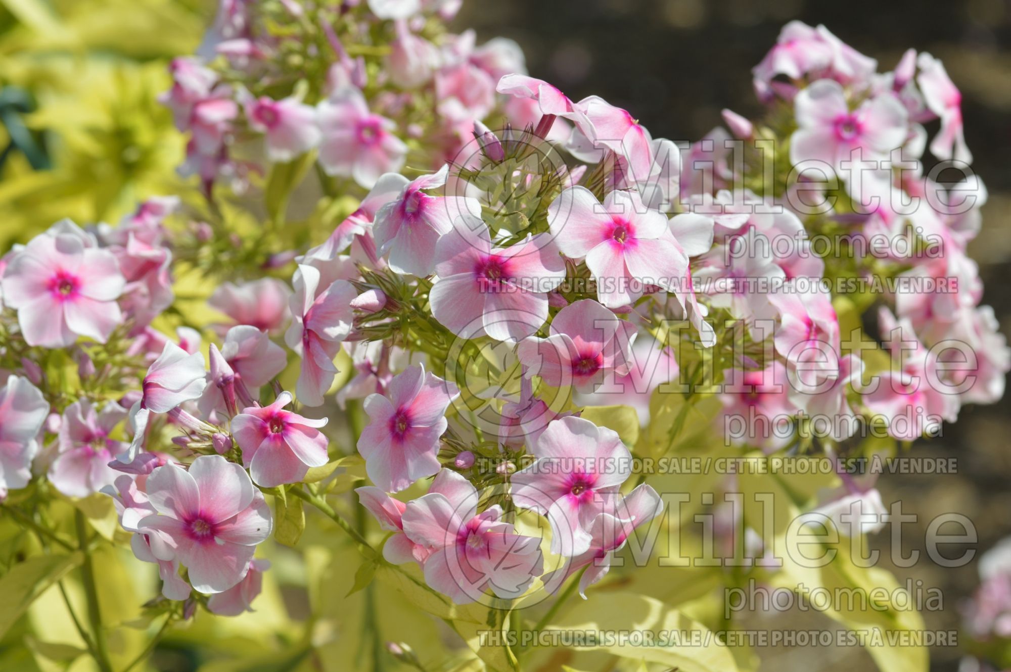 Phlox Mary Jane (Phlox) 2