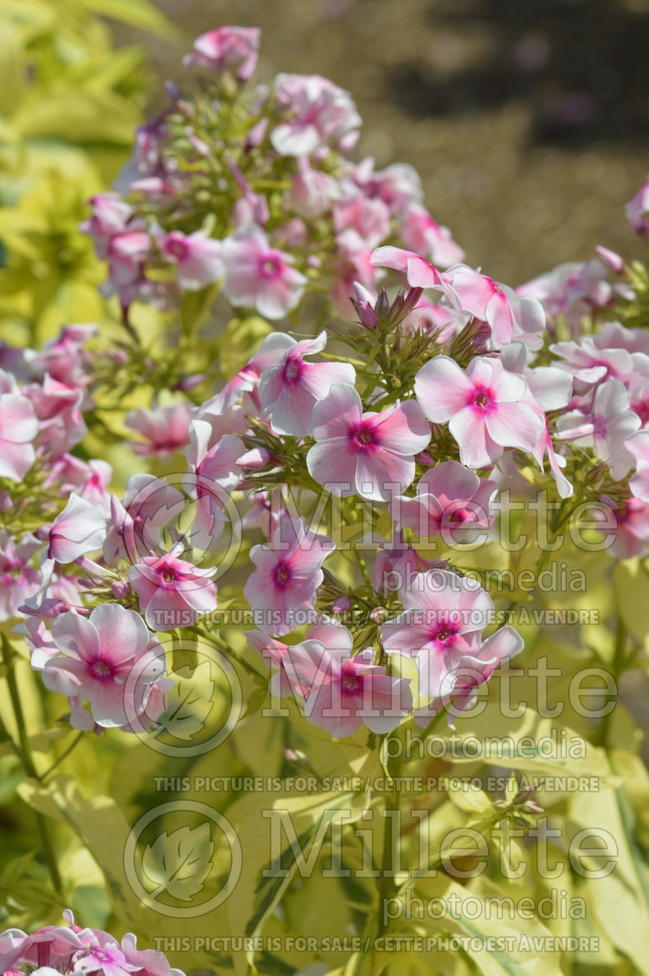 Phlox Mary Jane (Phlox) 3