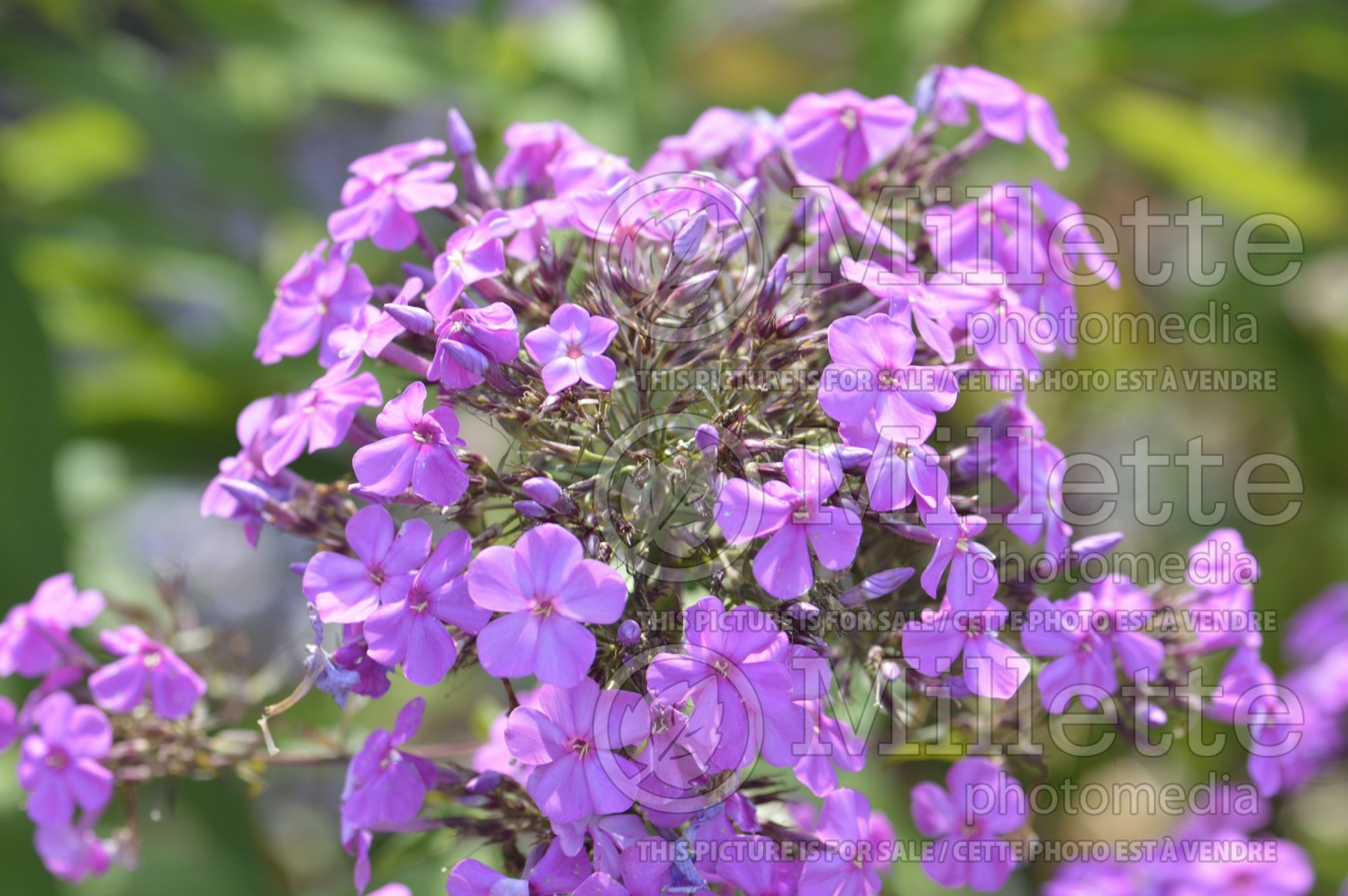 Phlox Pearl the Girl (Phlox) 1