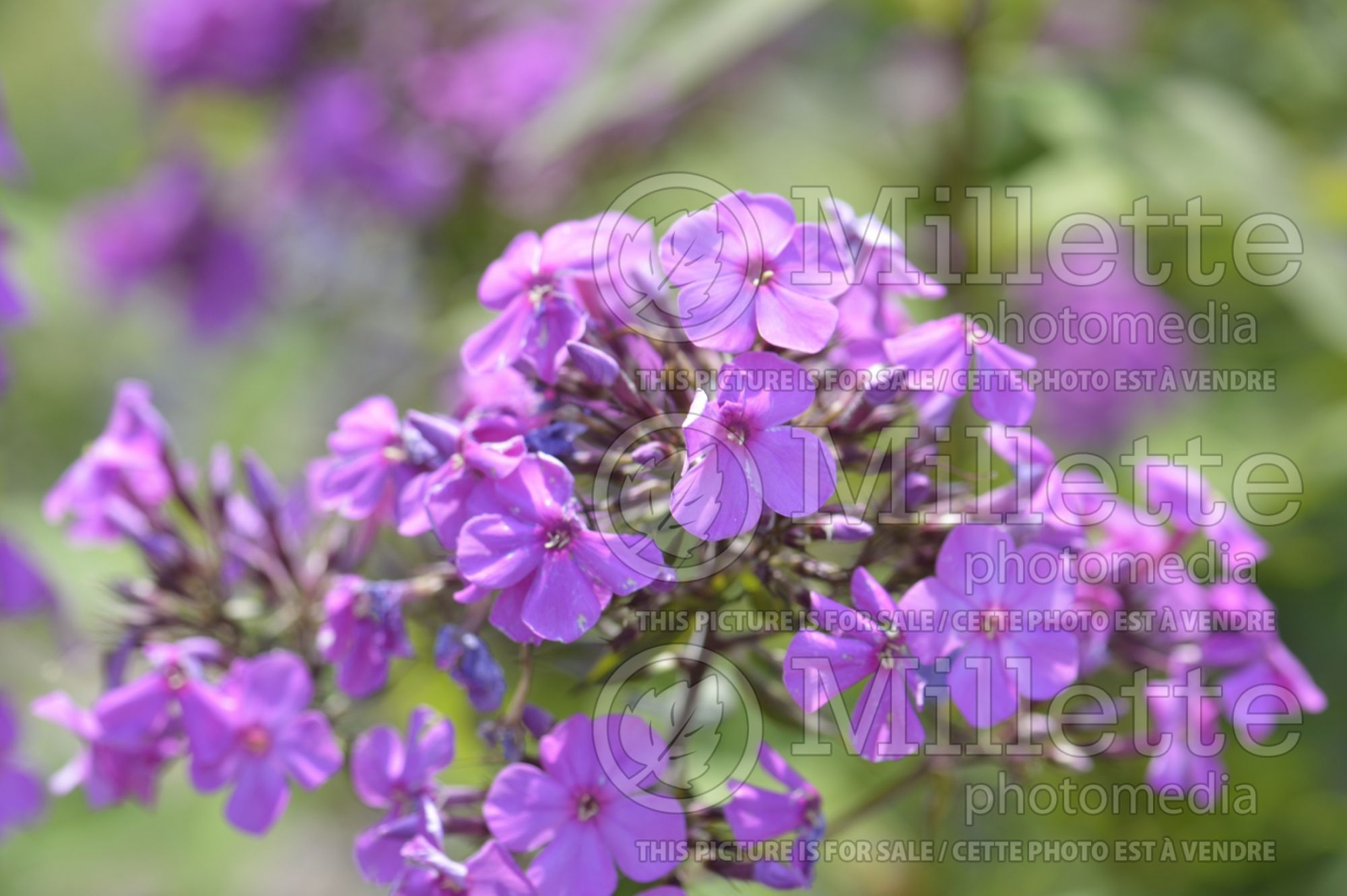 Phlox Pearl the Girl (Phlox) 2