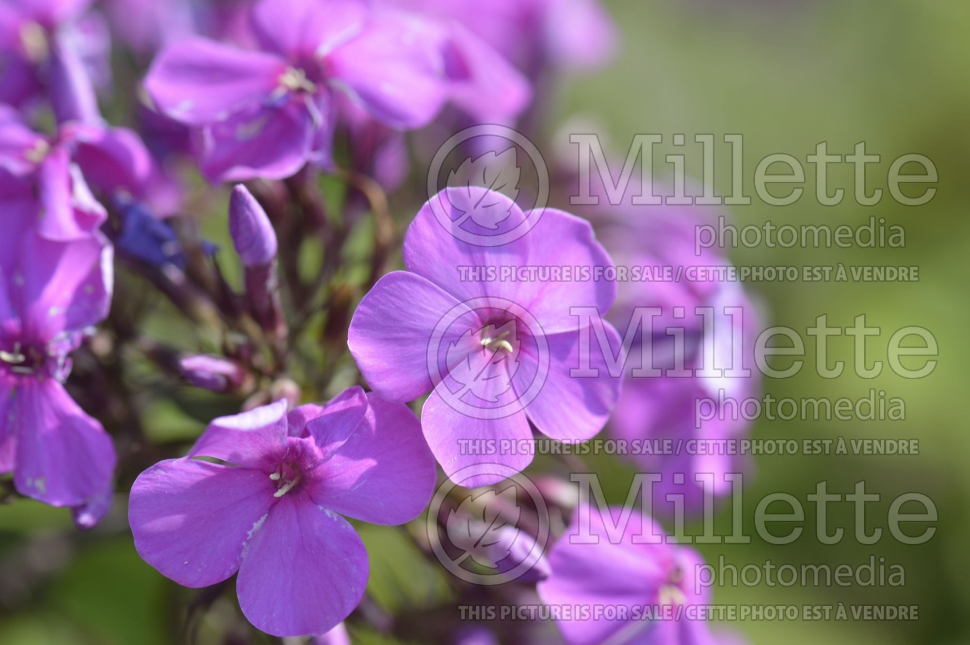 Phlox Pearl the Girl (Phlox) 3