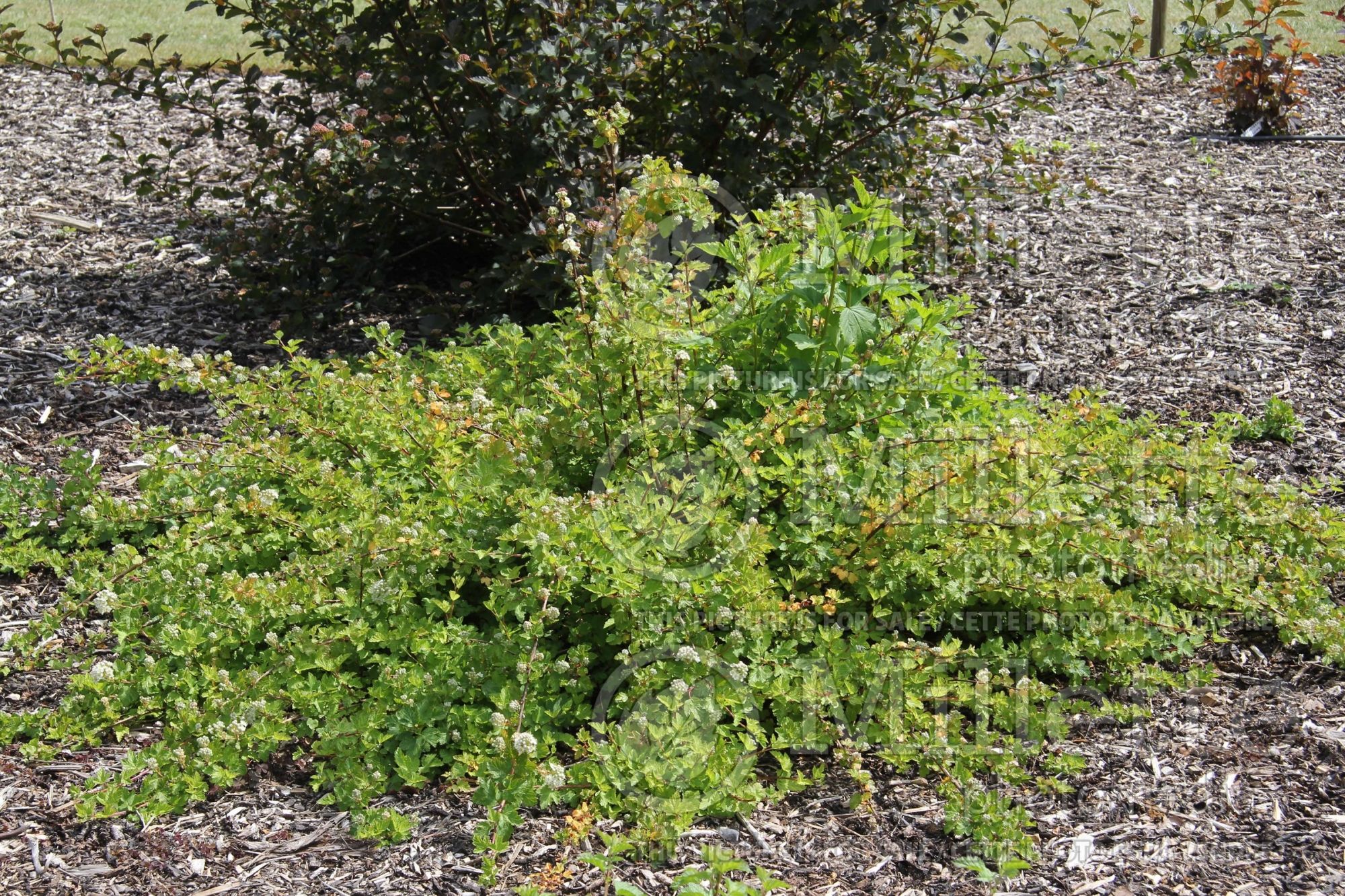 Physocarpus Tilden Park (Ninebark) 2