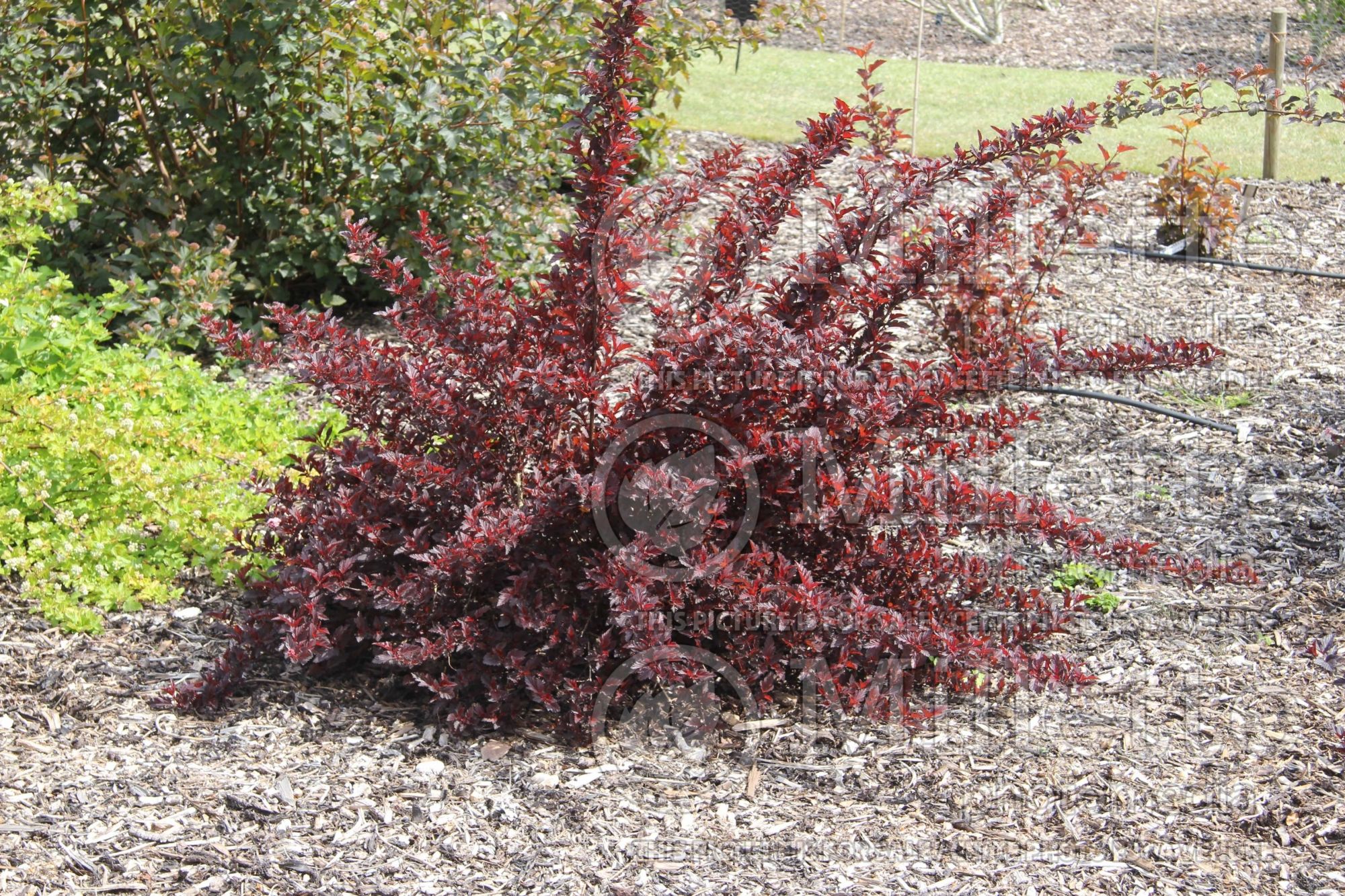 Physocarpus All Black (Ninebark) 3