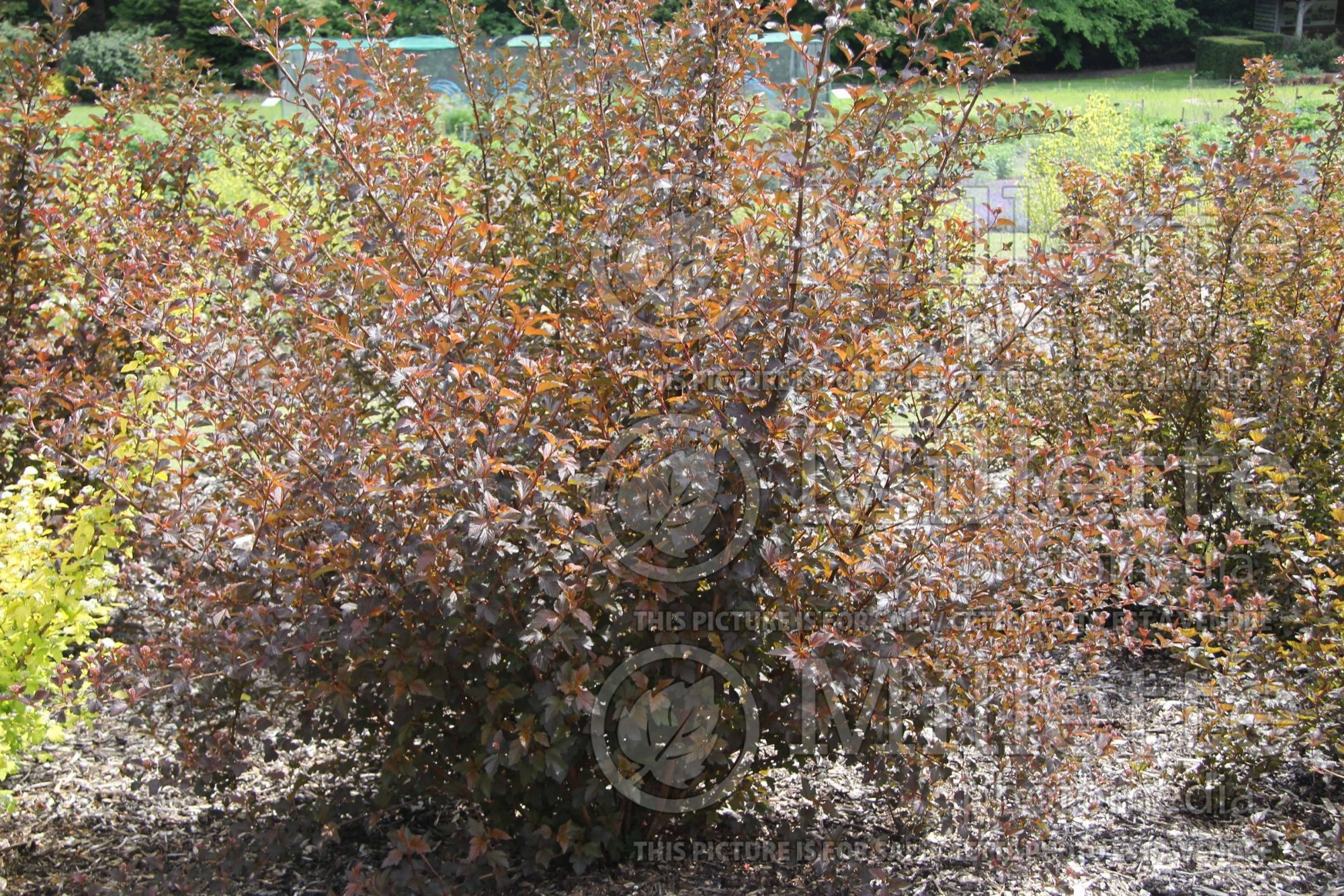 Physocarpus Andre (Ninebark) 4