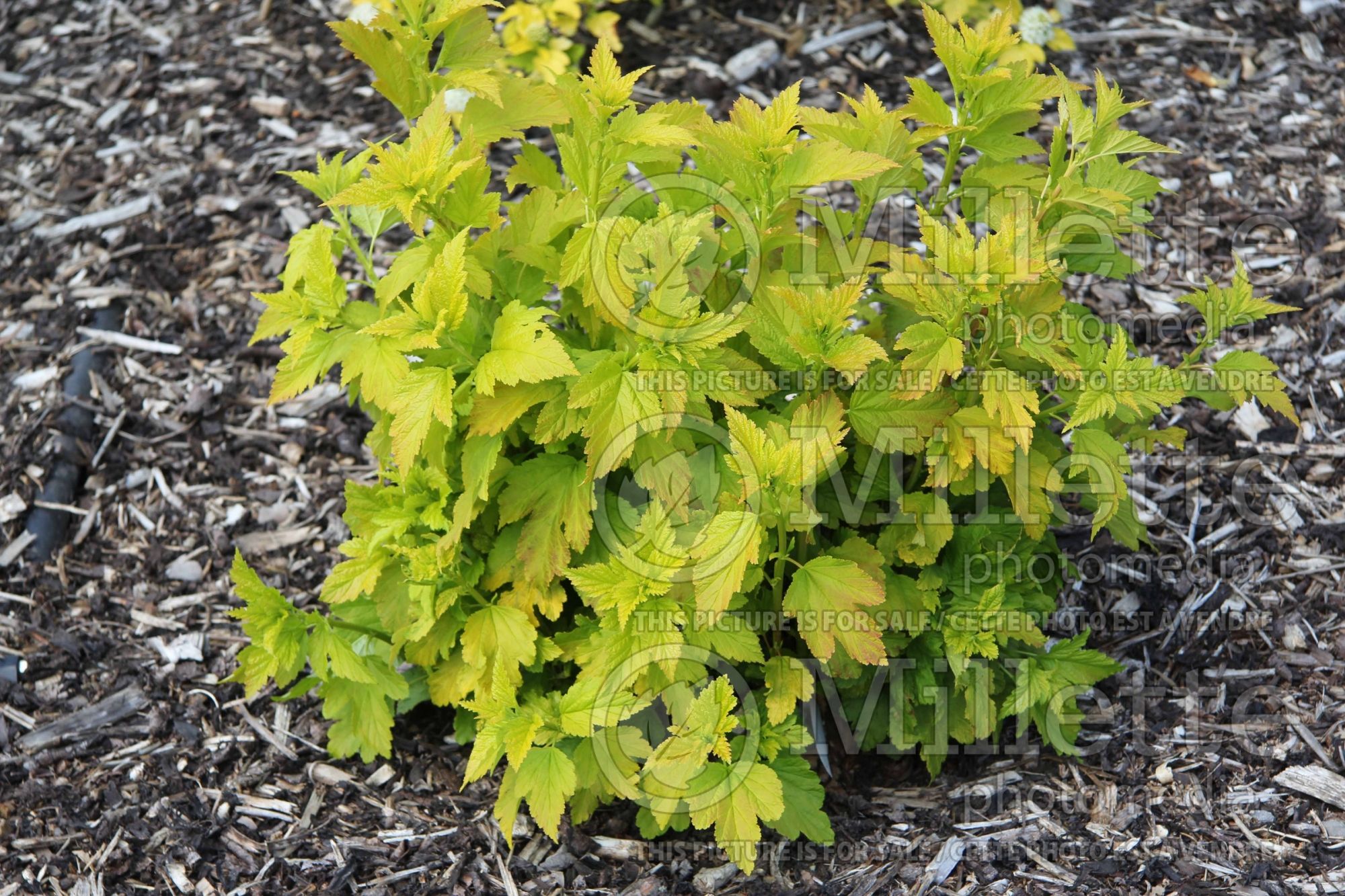 Physocarpus Angel Gold aka Minange (Ninebark) 1