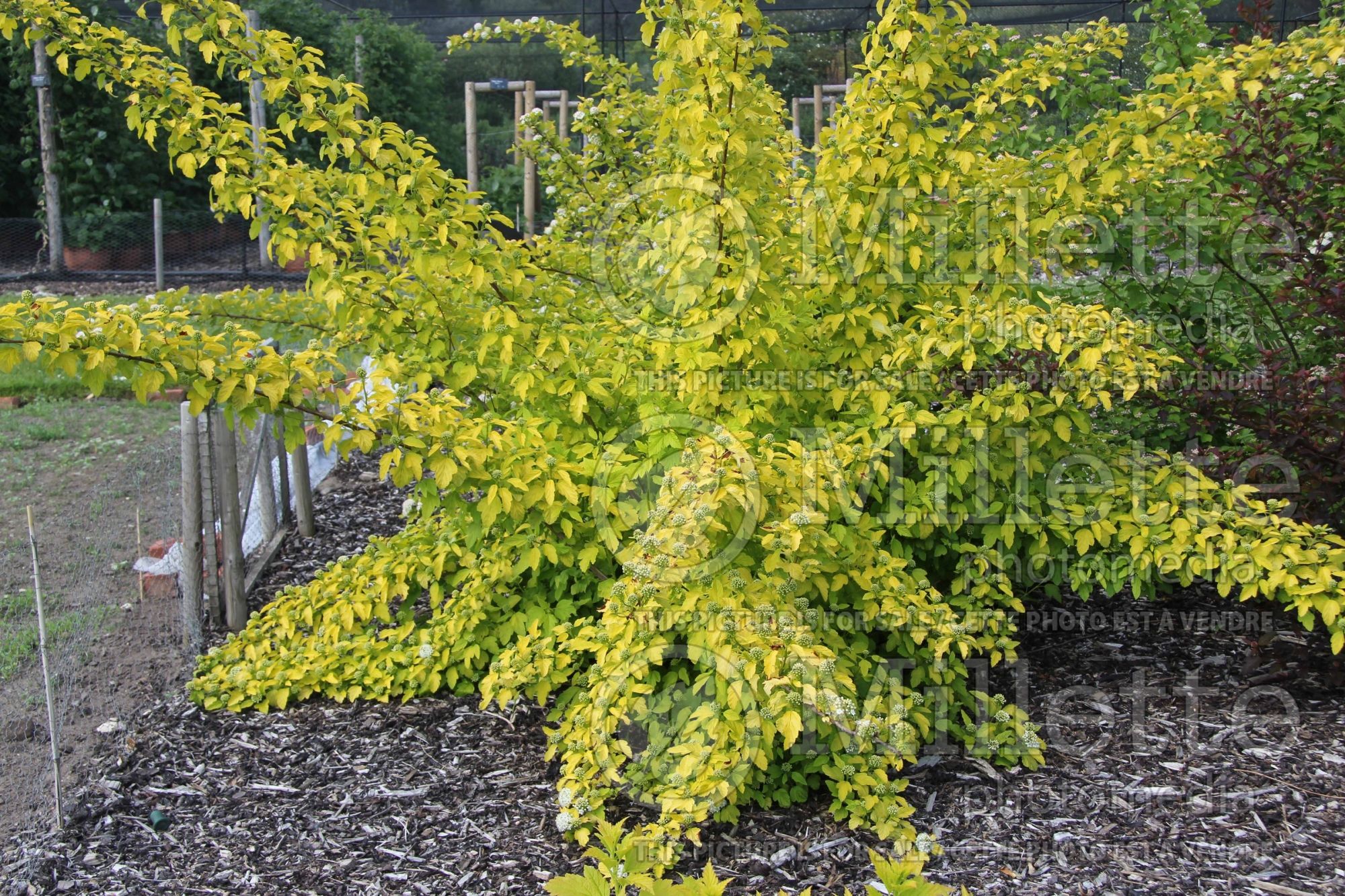 Physocarpus Angel Gold aka Minange (Ninebark) 2