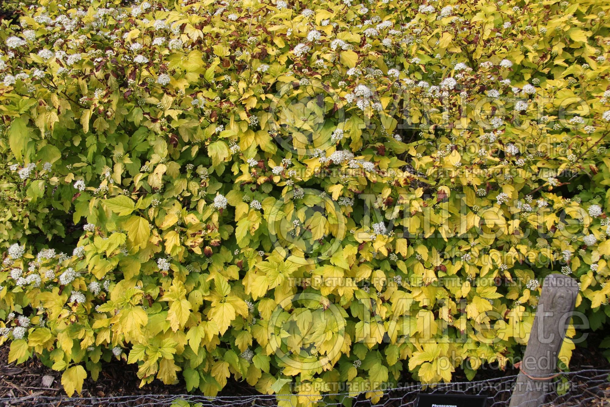 Physocarpus Angel Gold aka Minange (Ninebark) 3
