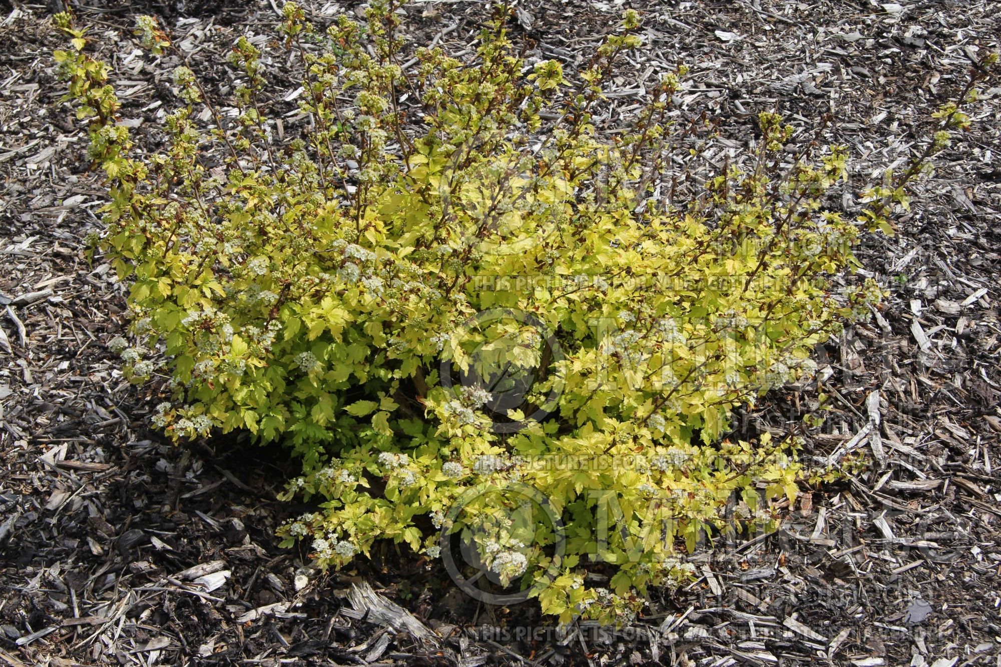 Physocarpus Anny's Gold (Ninebark) 1
