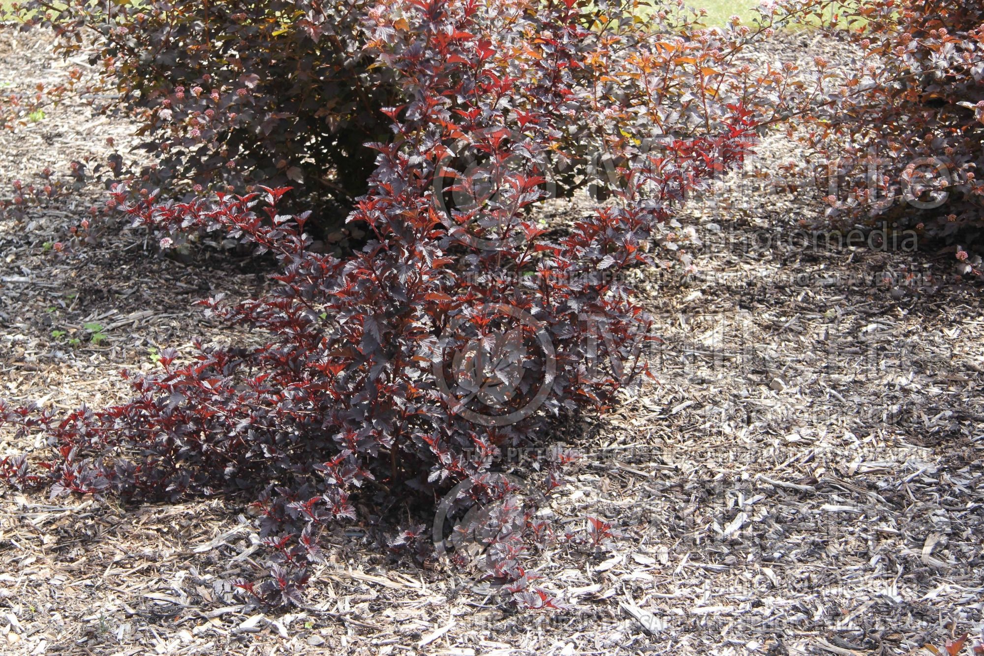 Physocarpus Black Light aka Minbla3 (Ninebark) 1