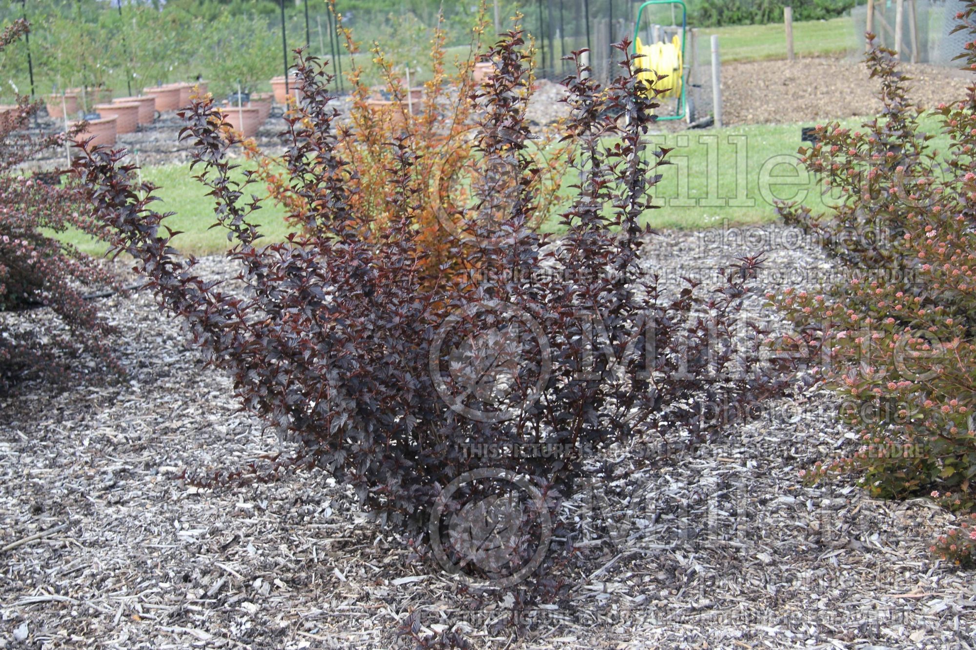 Physocarpus Burgundy Candy aka Podoras 1 (Ninebark) 2
