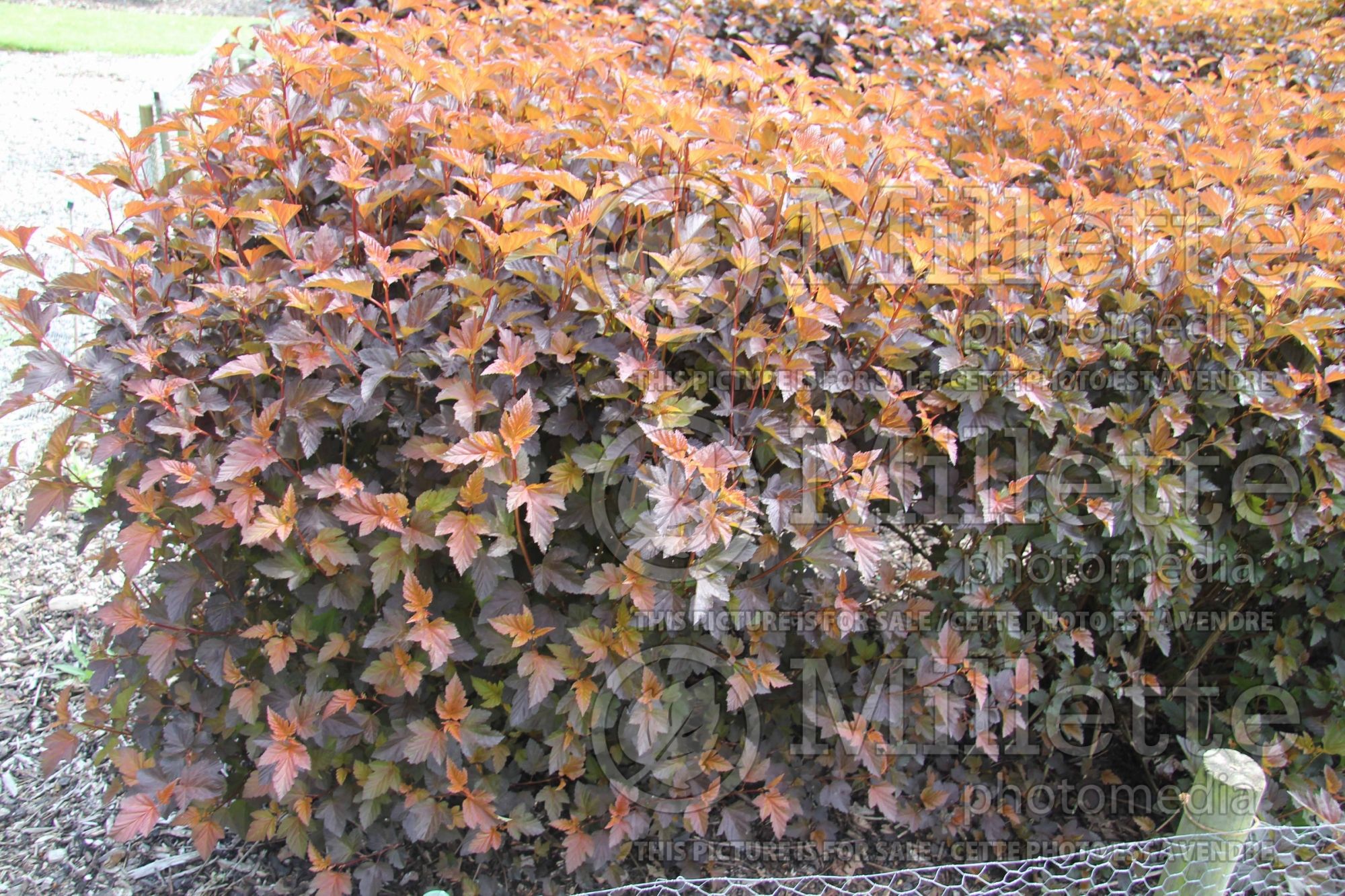Physocarpus Burning Embers (Ninebark) 1