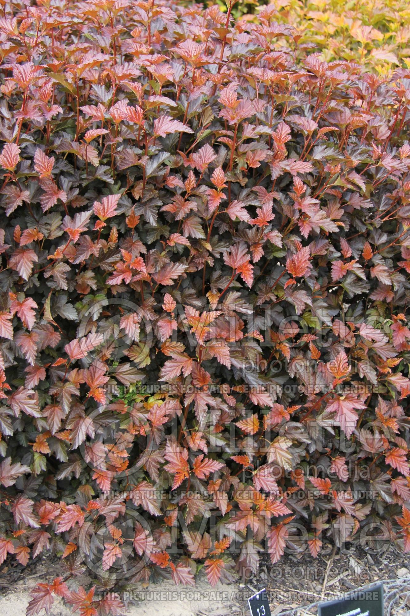 Physocarpus Chameleon (Ninebark) 1
