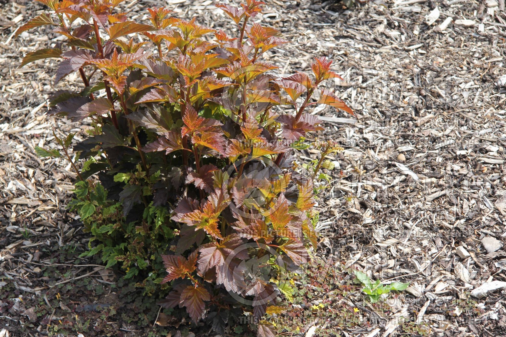 Physocarpus Chameleon (Ninebark) 2