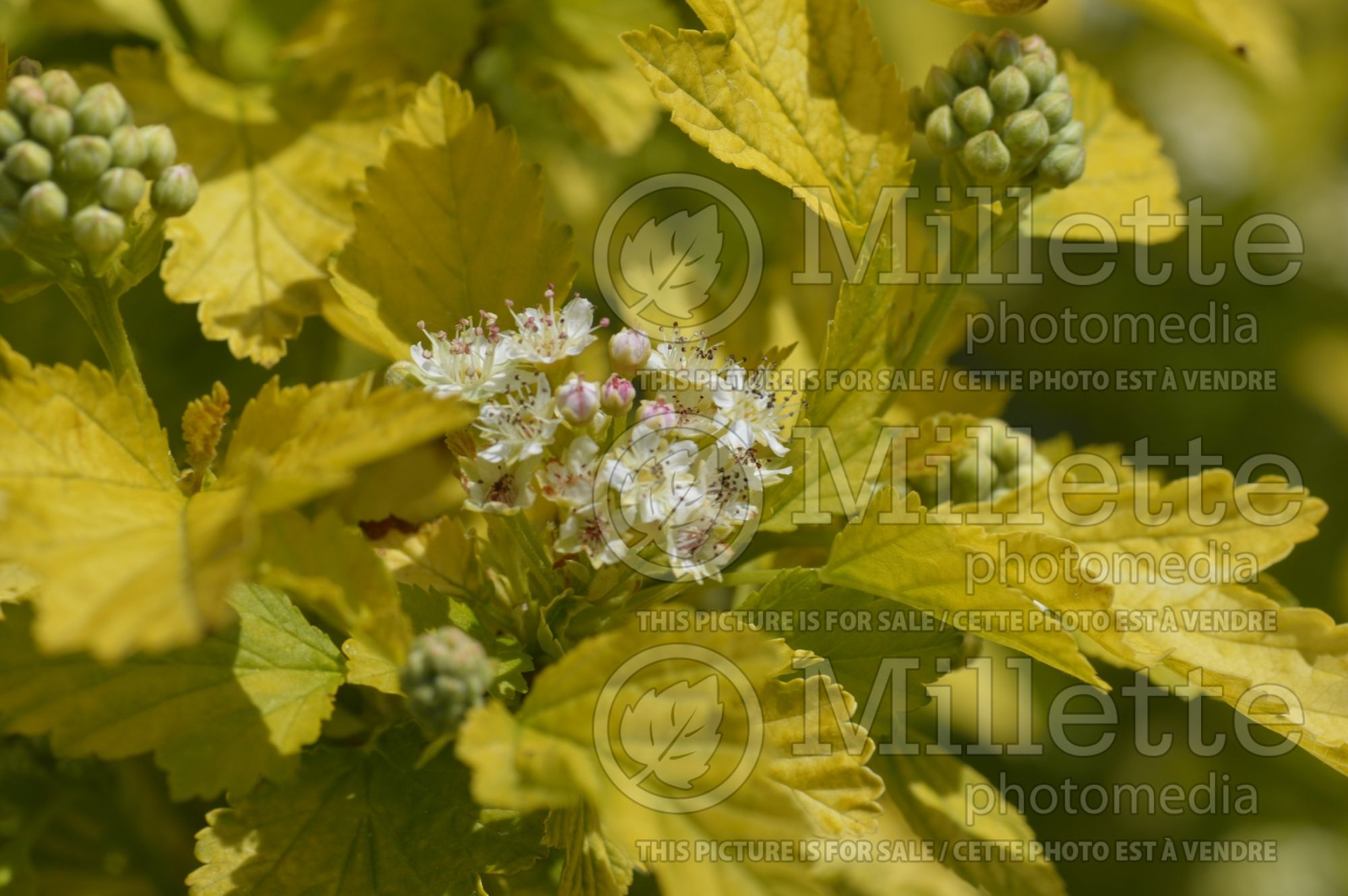 Physocarpus Dart's Gold (Ninebark) 10
