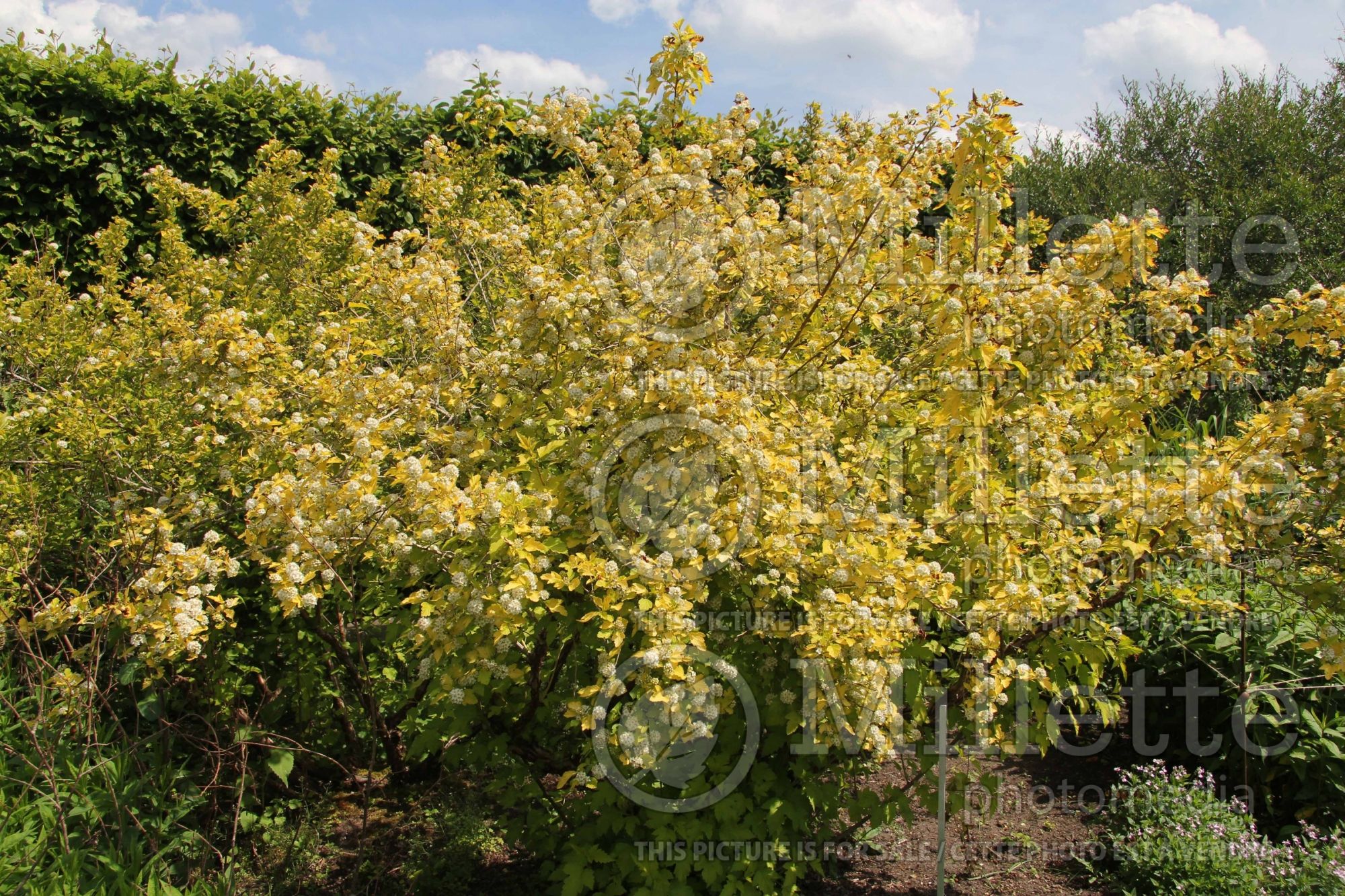 Physocarpus Dart's Gold (Ninebark) 5
