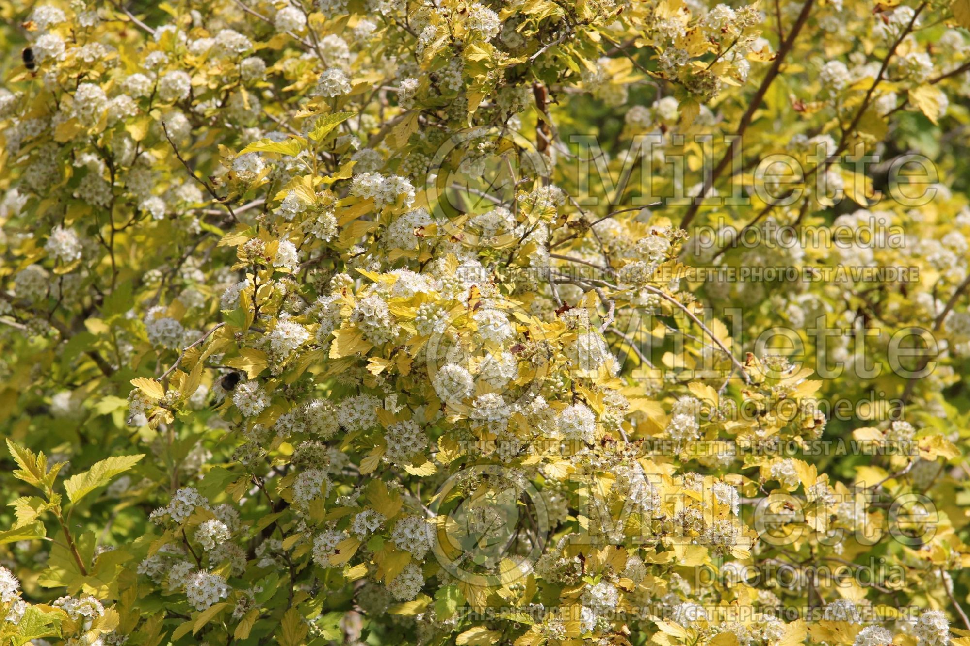 Physocarpus Dart's Gold (Ninebark) 6