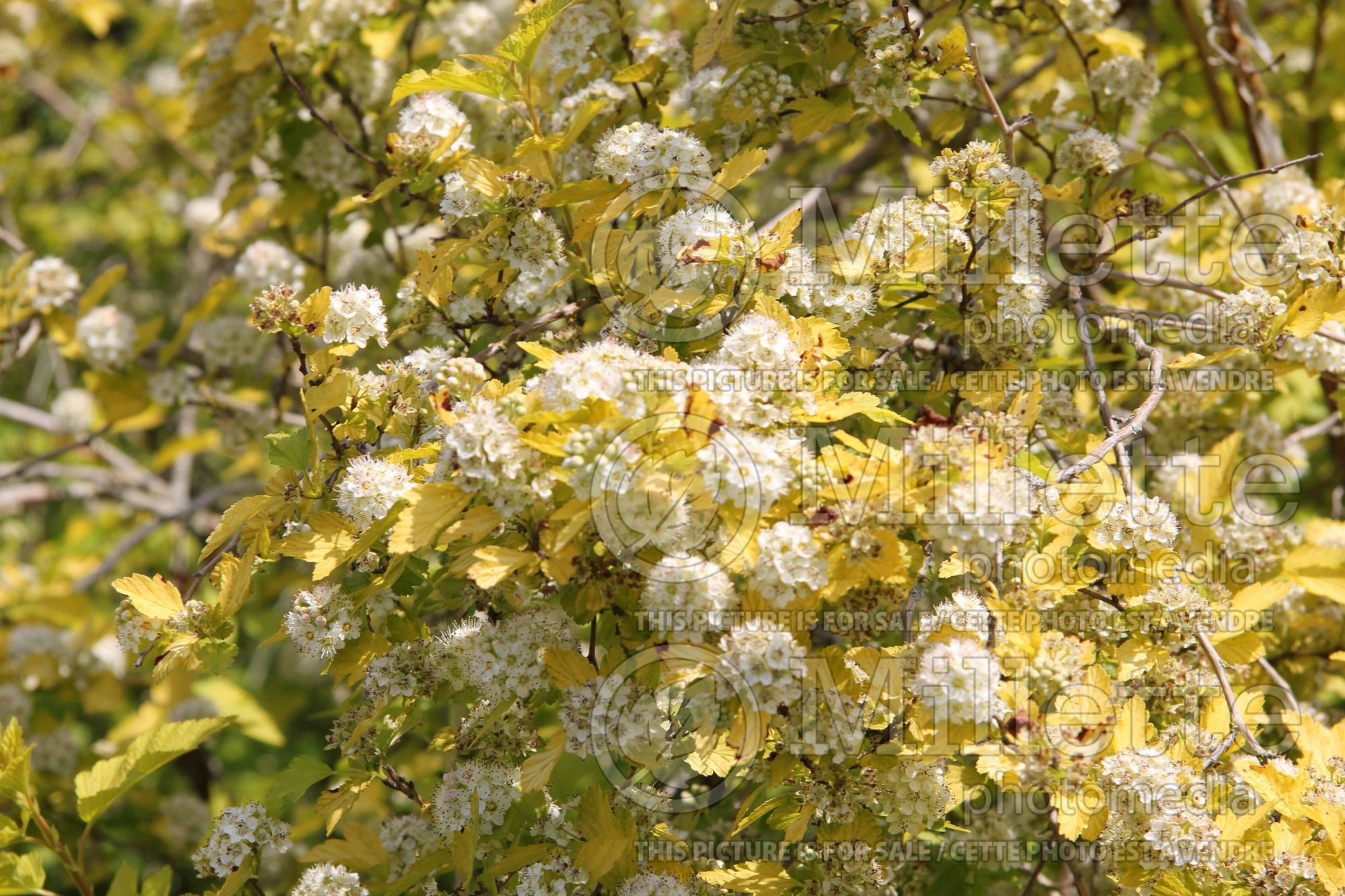 Physocarpus Dart's Gold (Ninebark) 7
