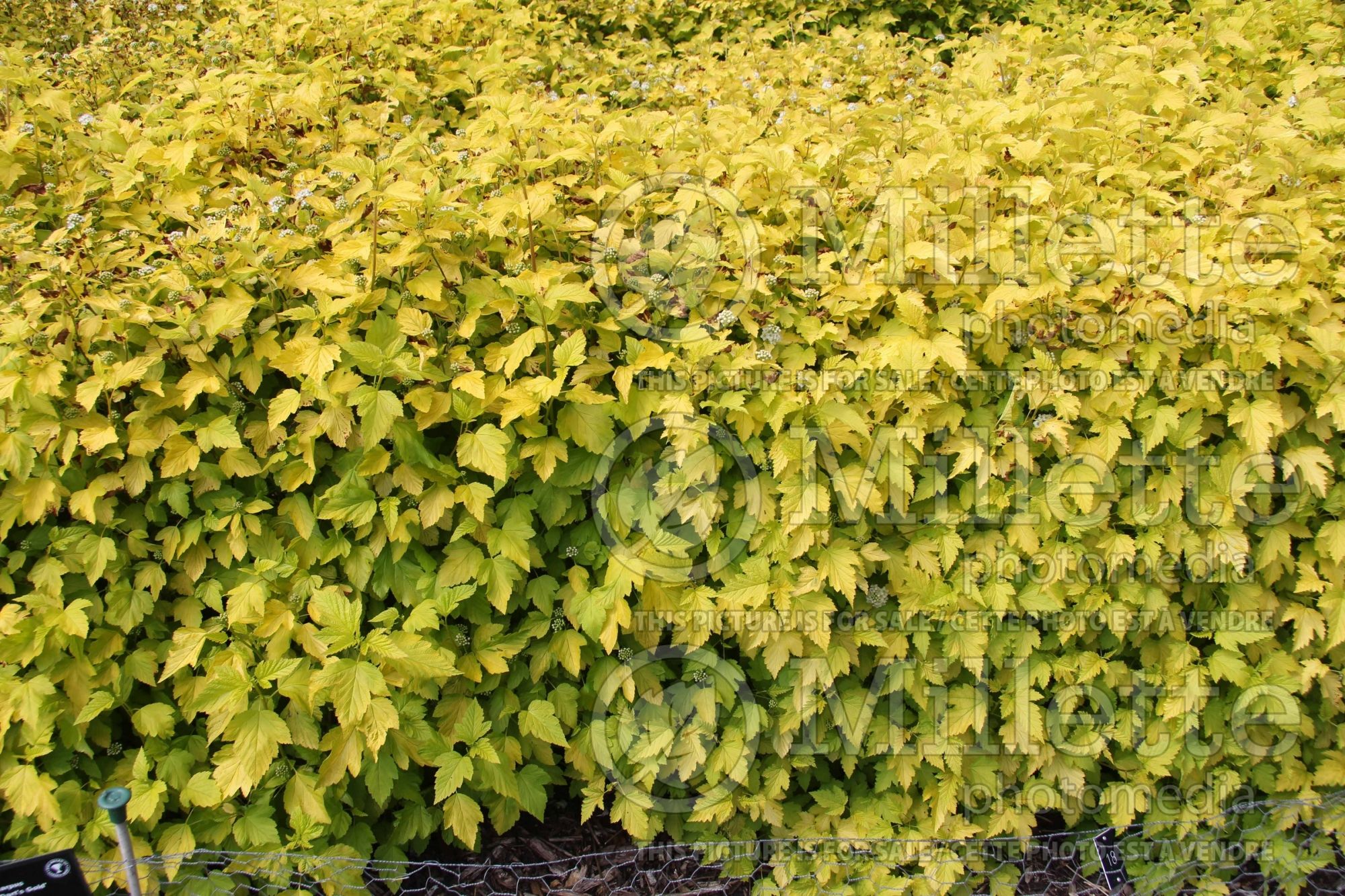 Physocarpus Dart's Gold (Ninebark) 2