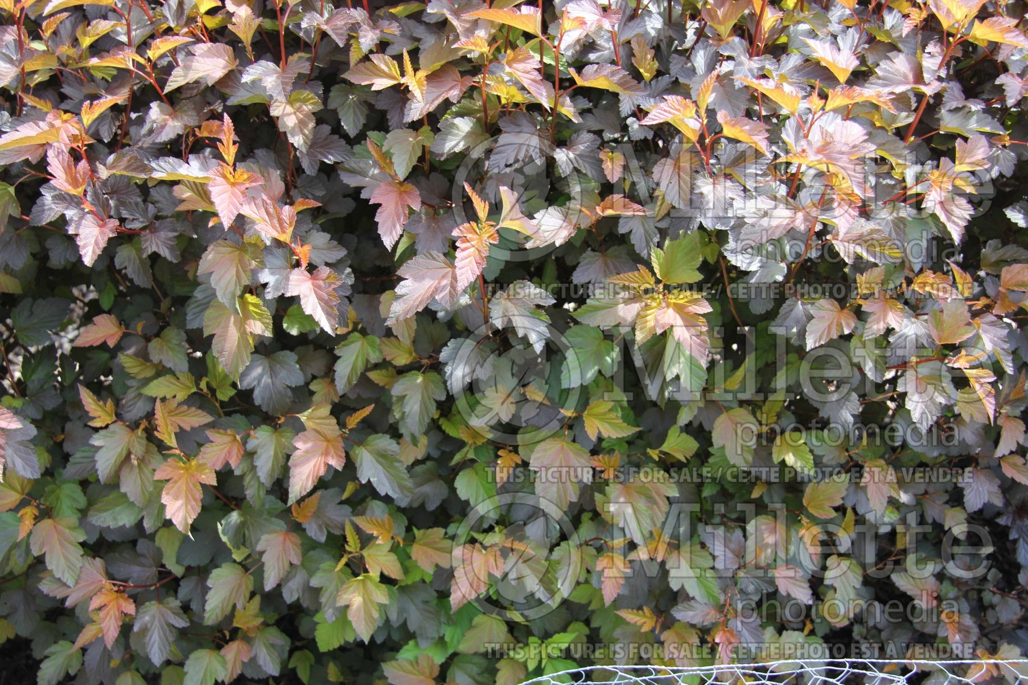 Physocarpus Diable d'Or aka Mindia (Ninebark) 3
