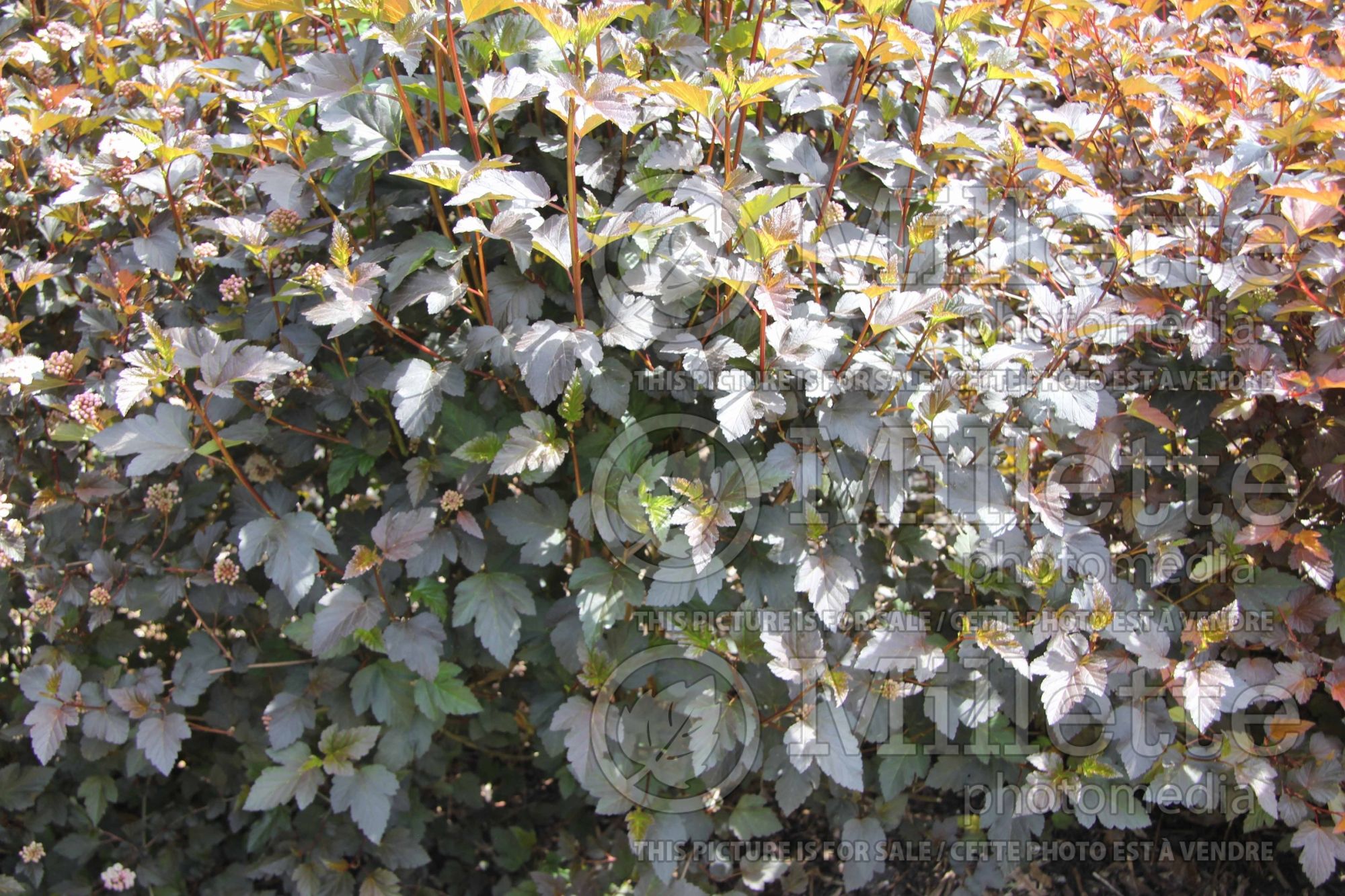 Physocarpus Diablo aka Monlo aka Diabolo (Ninebark) 19
