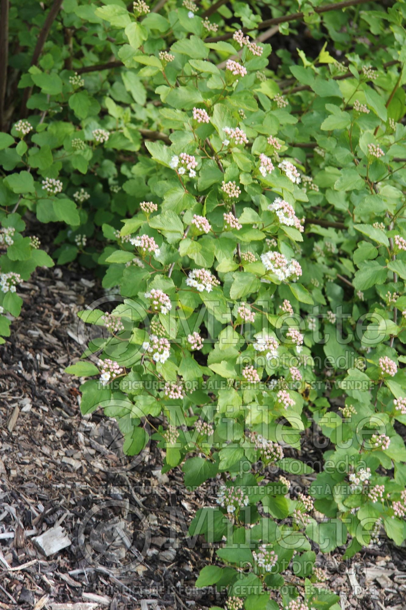 Physocarpus Krynski (Ninebark) 3