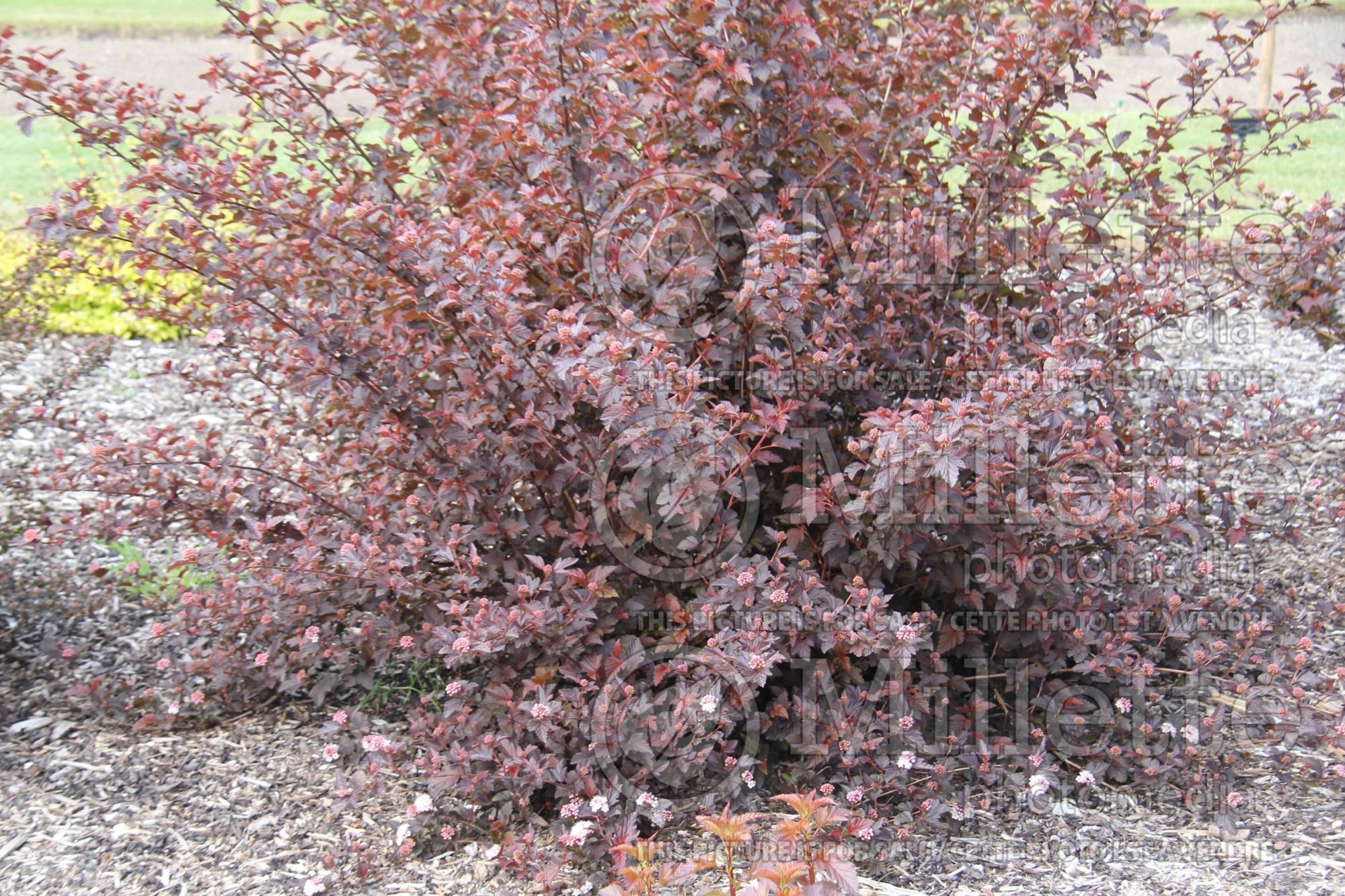 Physocarpus Lady in Red aka Tuilad (Ninebark) 4