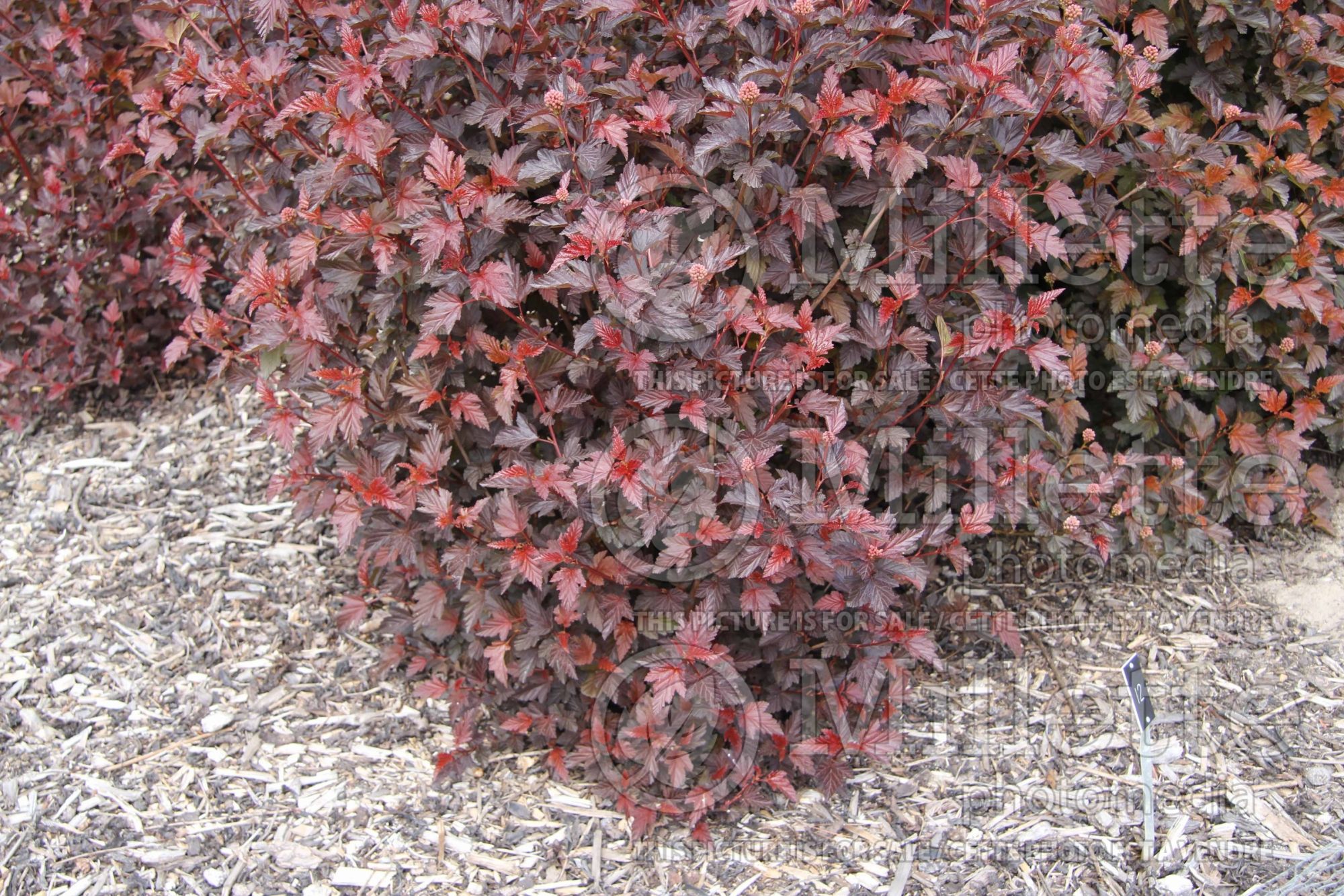 Physocarpus Lady in Red aka Tuilad (Ninebark) 5