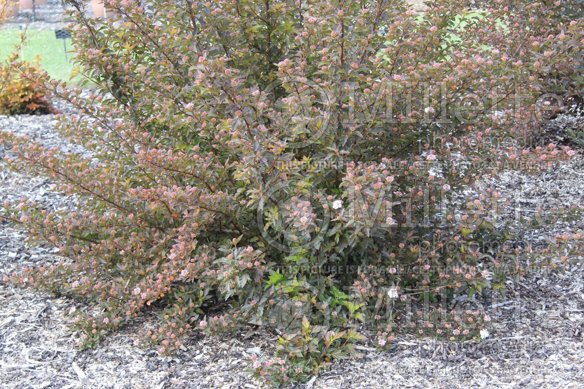 Physocarpus Lemon Candy aka Podoras 3 (Ninebark) 4