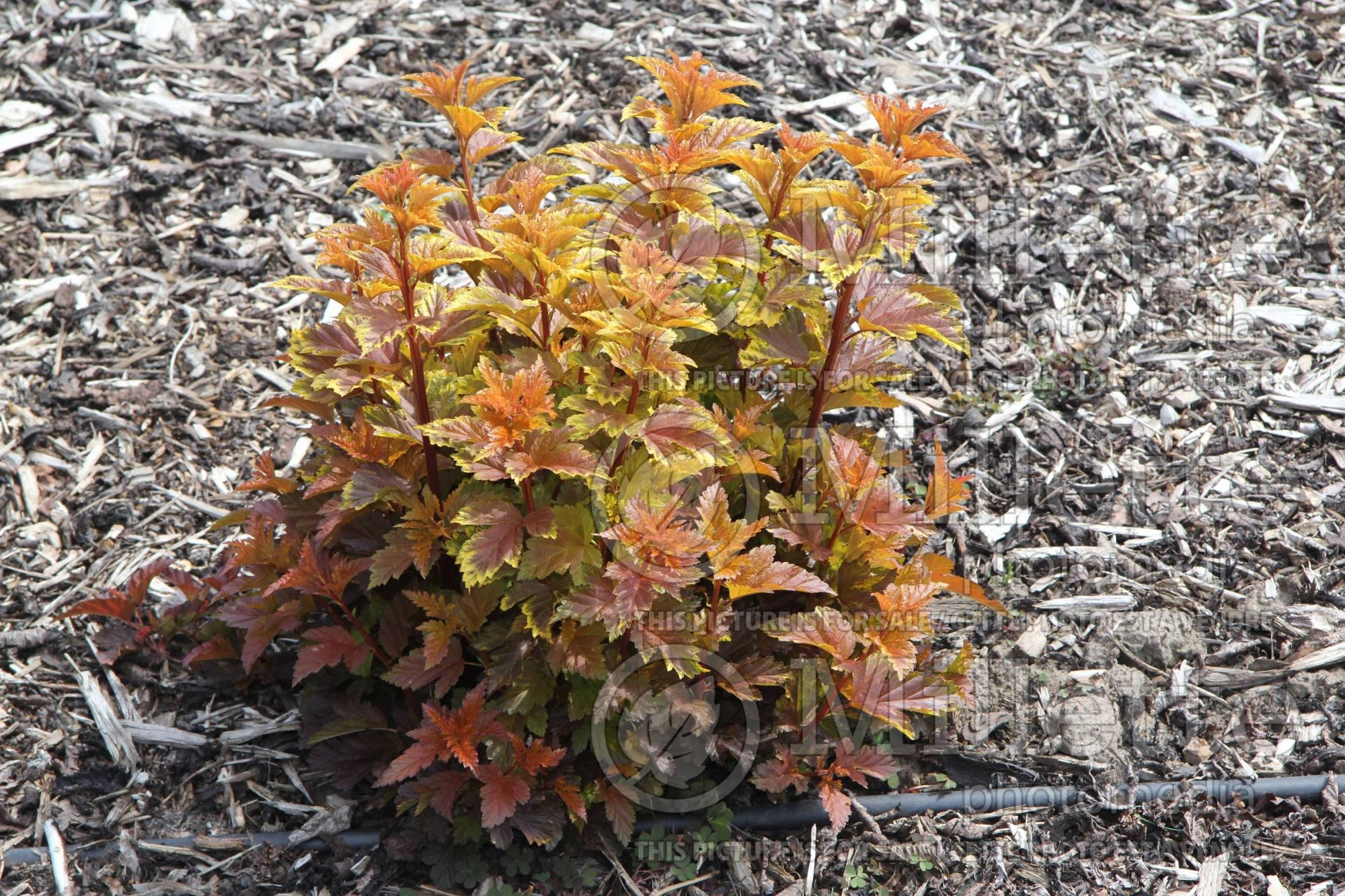 Physocarpus Little Angel aka Hhoogi016 (Ninebark) 1