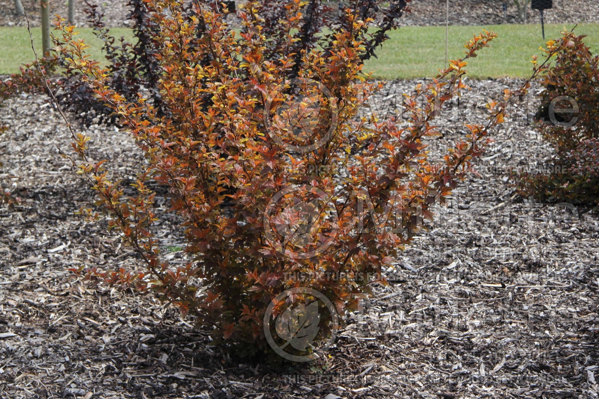 Physocarpus Little Angel aka Hhoogi016 (Ninebark) 2