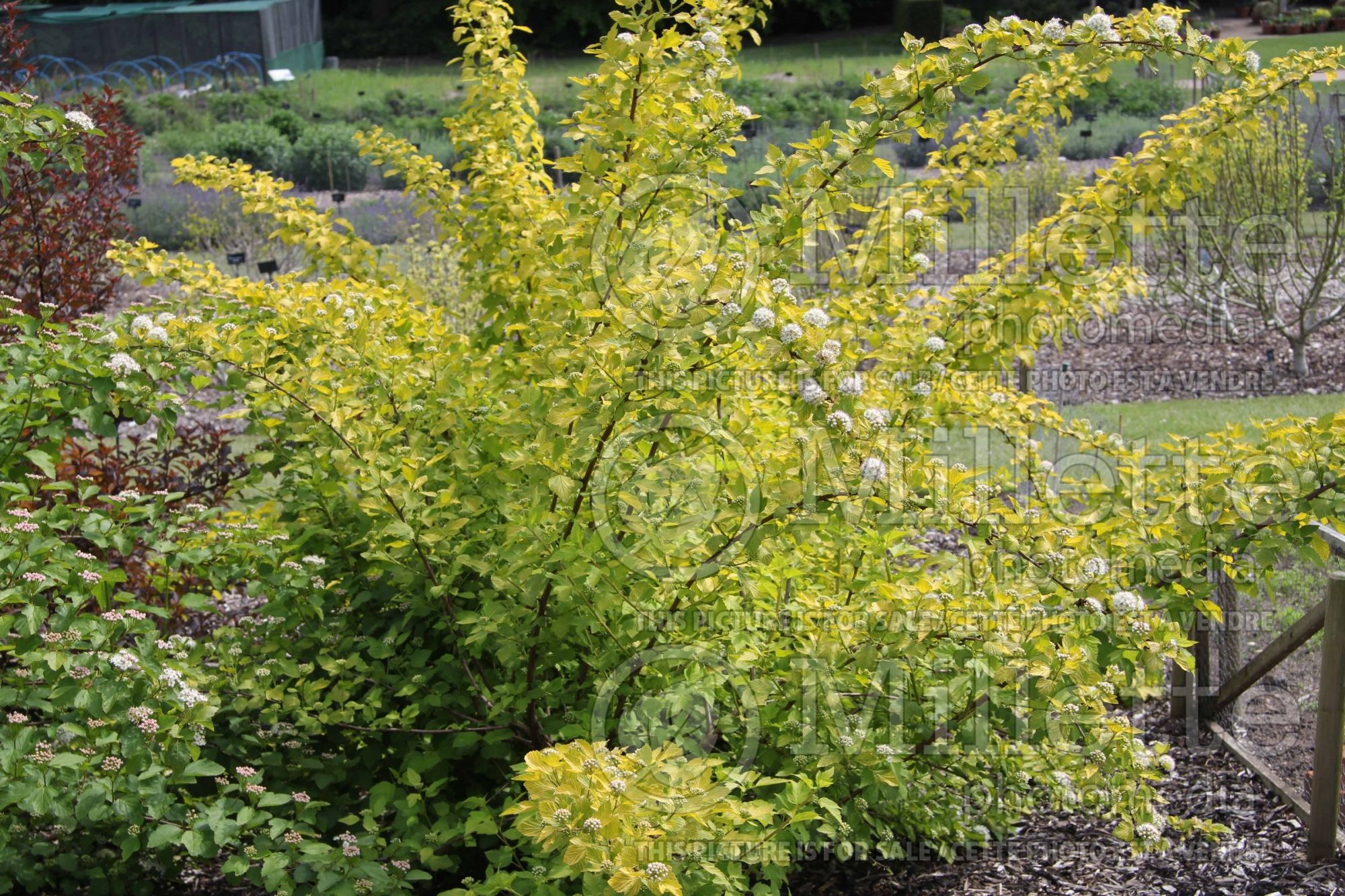 Physocarpus Luteus (Ninebark) 4