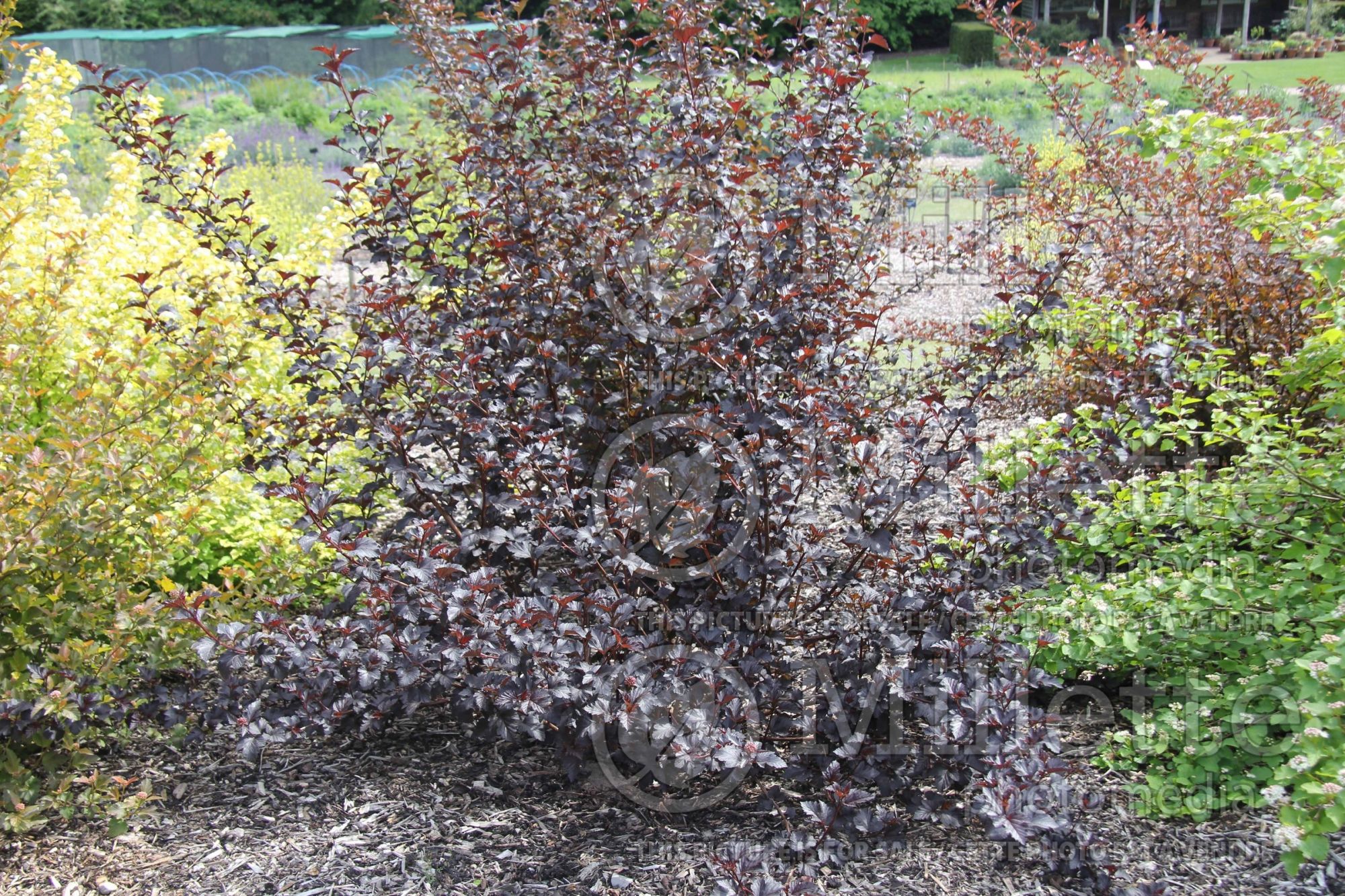Physocarpus Midnight aka Jonight (Ninebark) 3