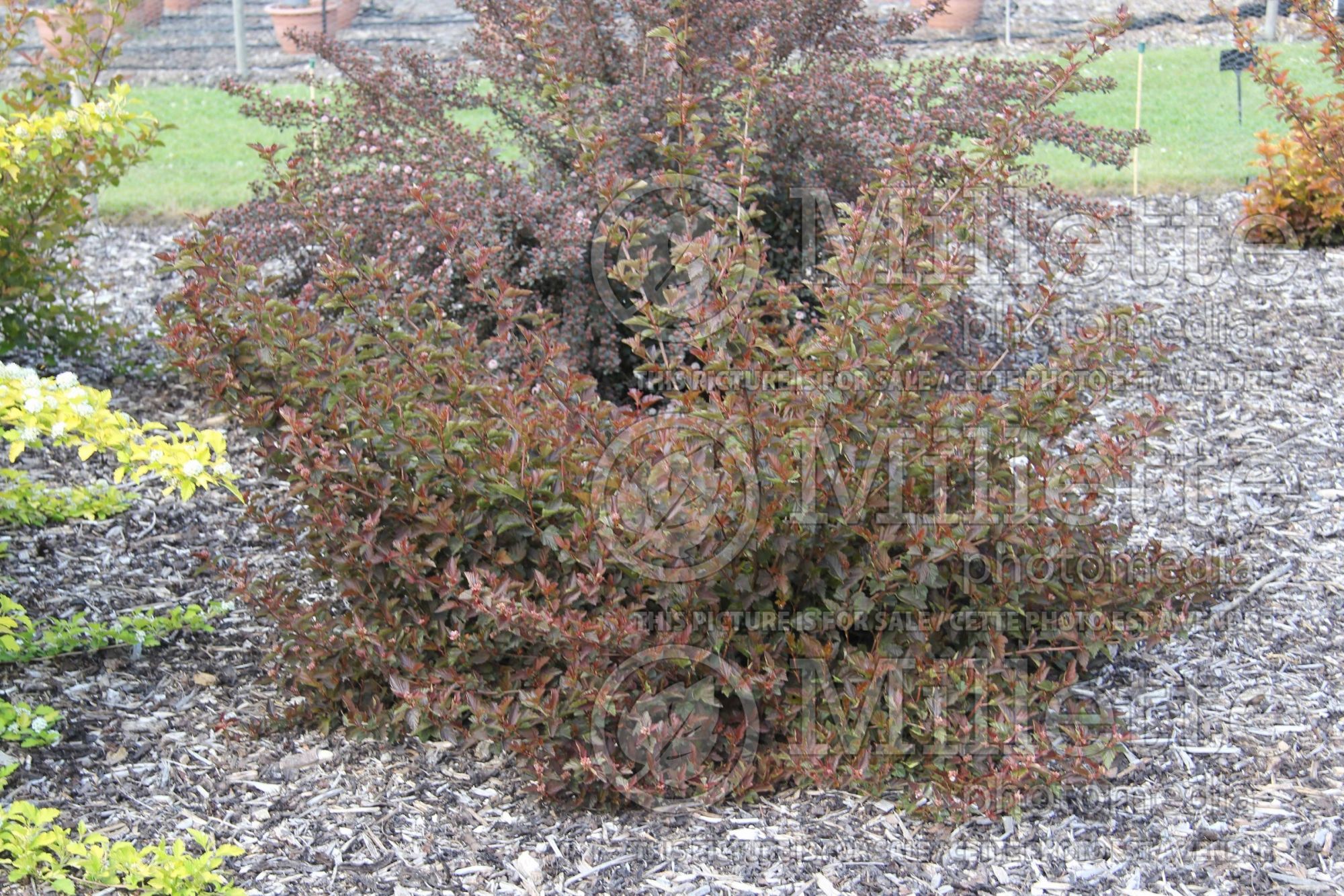 Physocarpus Perspectiva (Ninebark) 2