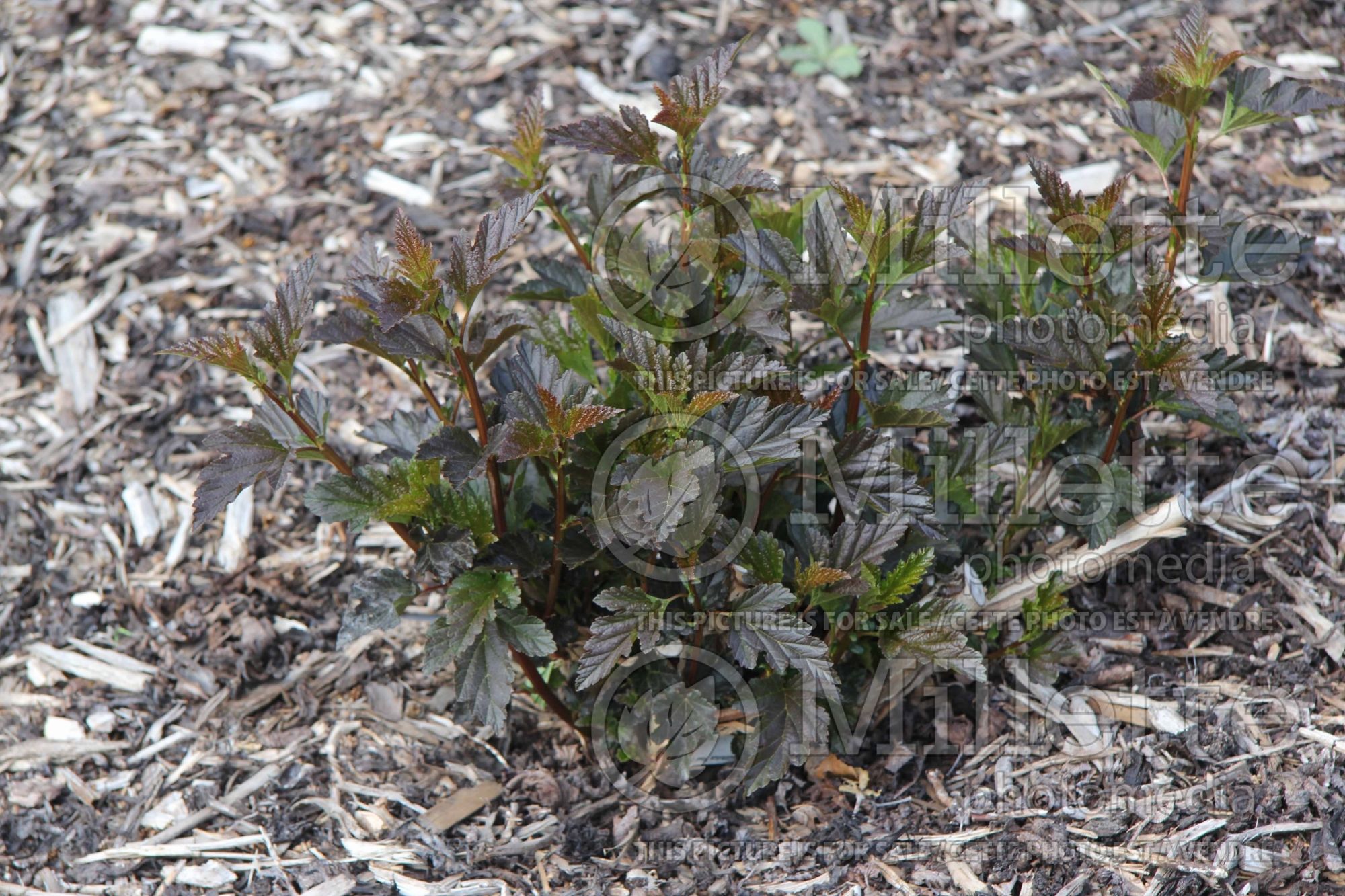 Physocarpus Red Baron (Ninebark) 5