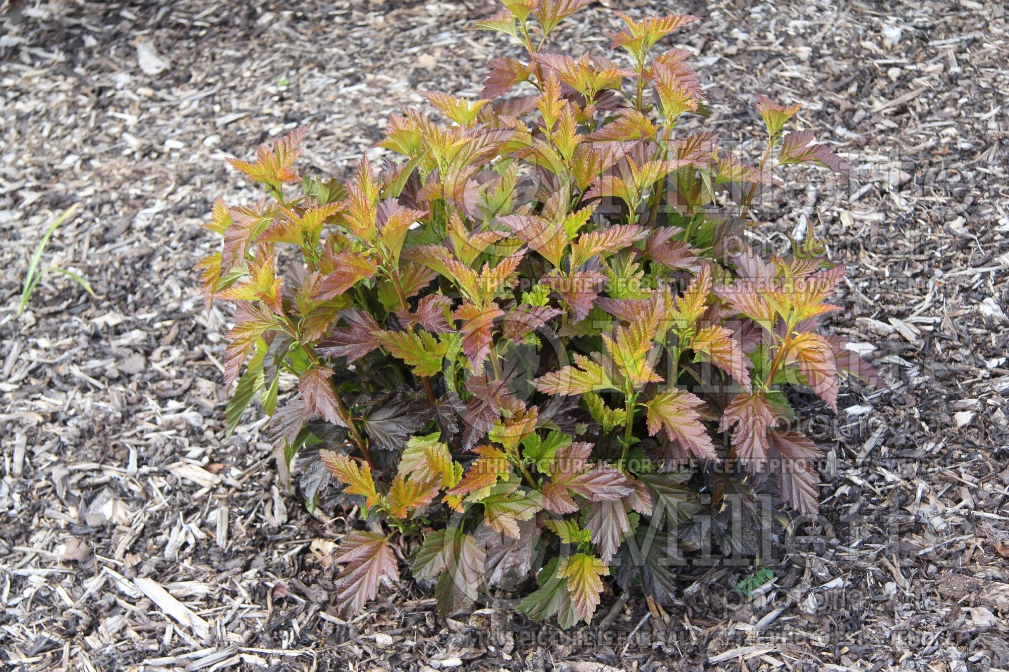 Physocarpus Schuch (Ninebark) 1