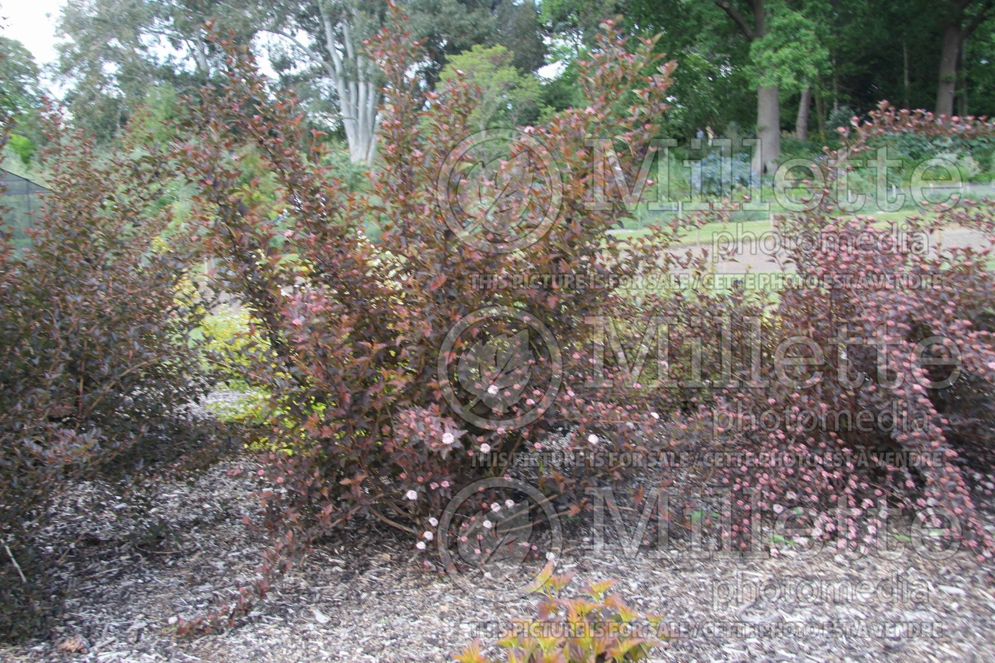 Physocarpus Schuch (Ninebark) 2