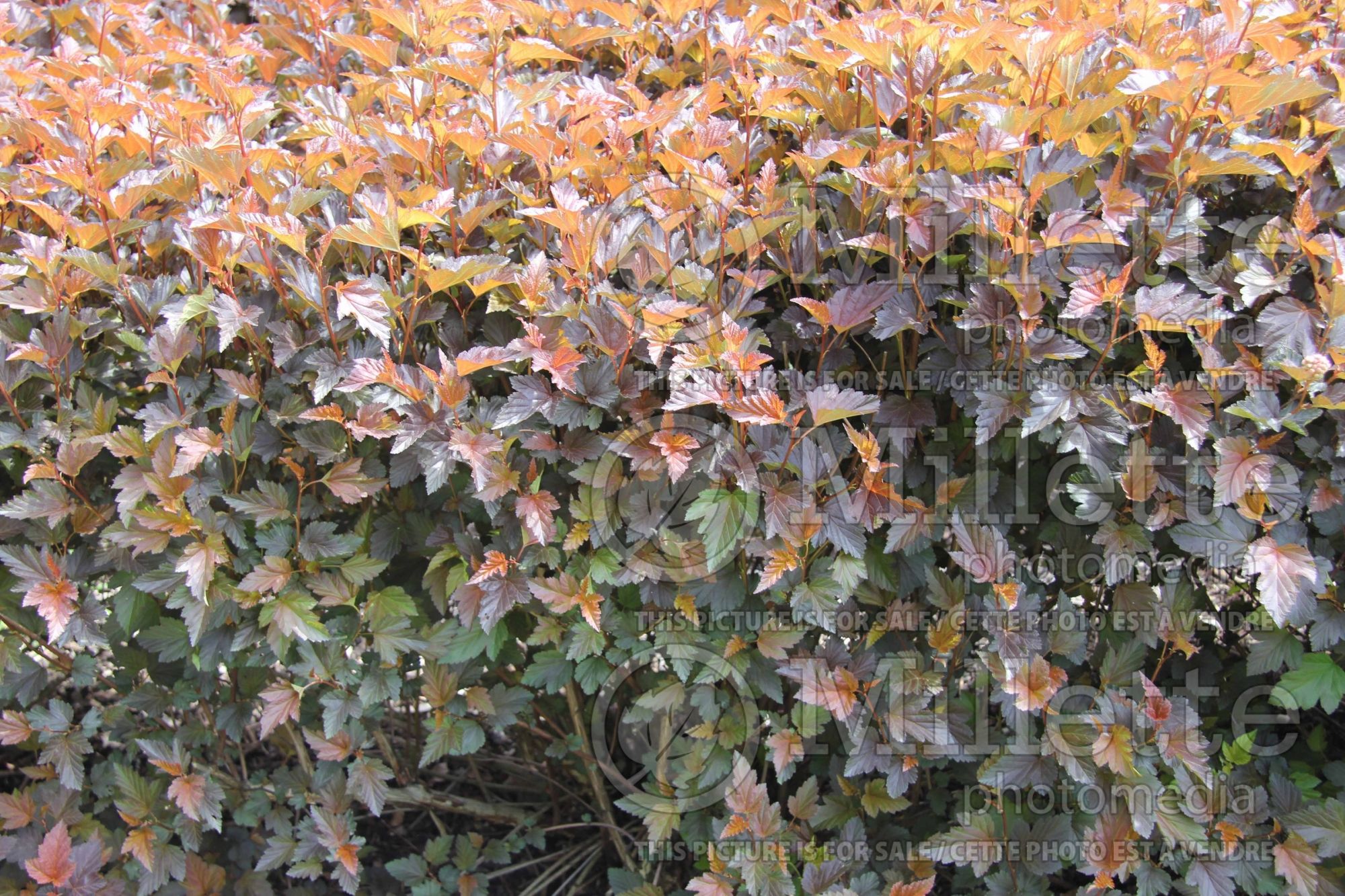 Physocarpus Schuch (Ninebark) 3