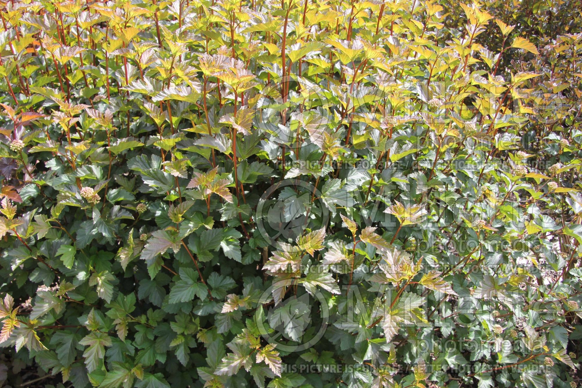 Physocarpus Summer Moon aka Tuimon (Ninebark) 3