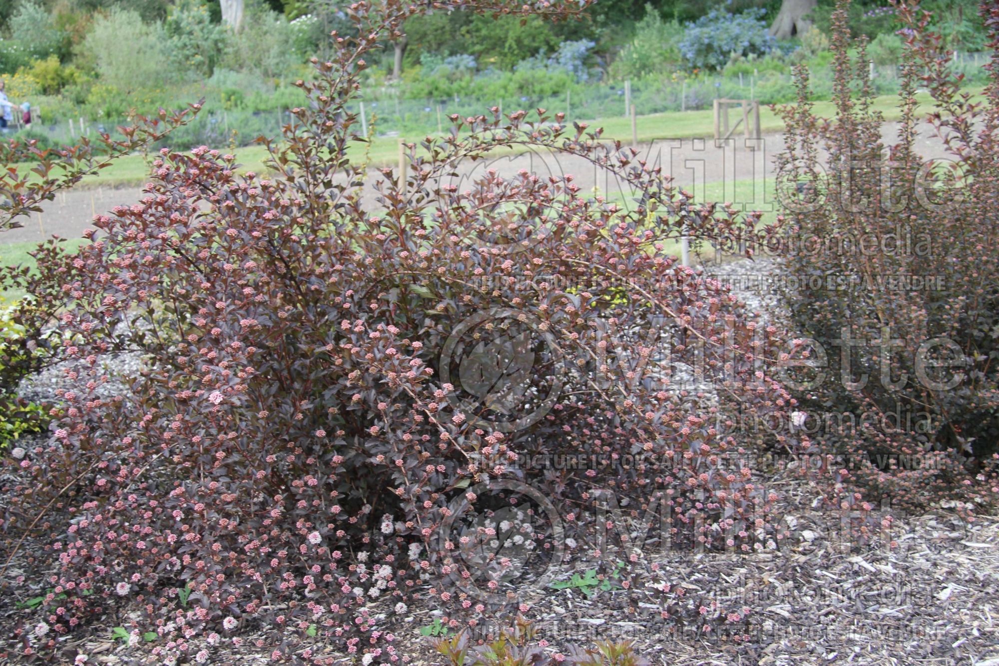 Physocarpus Summer Wine aka Seward (Ninebark) 12