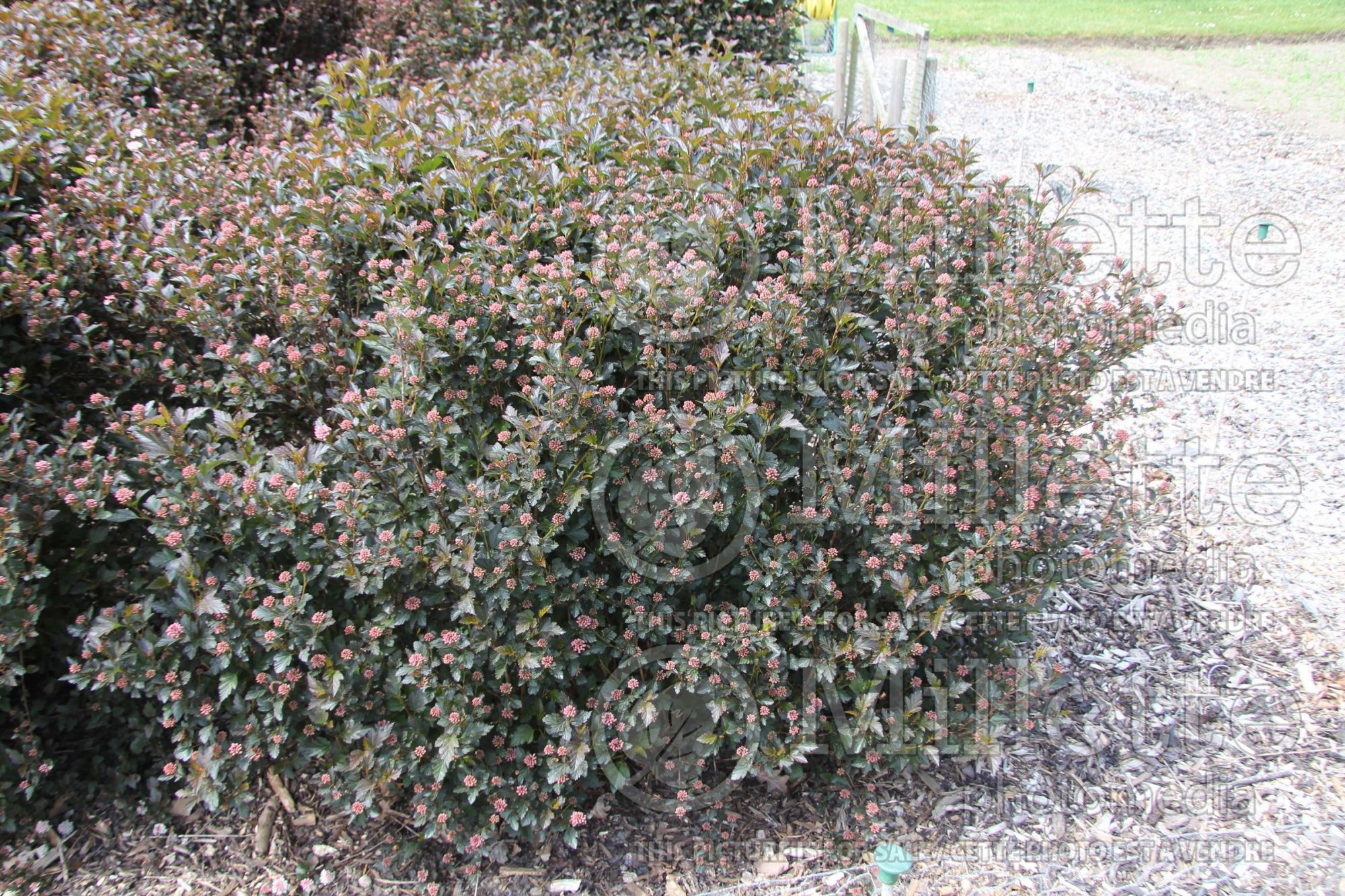 Physocarpus Tiny Wine (Ninebark) 4