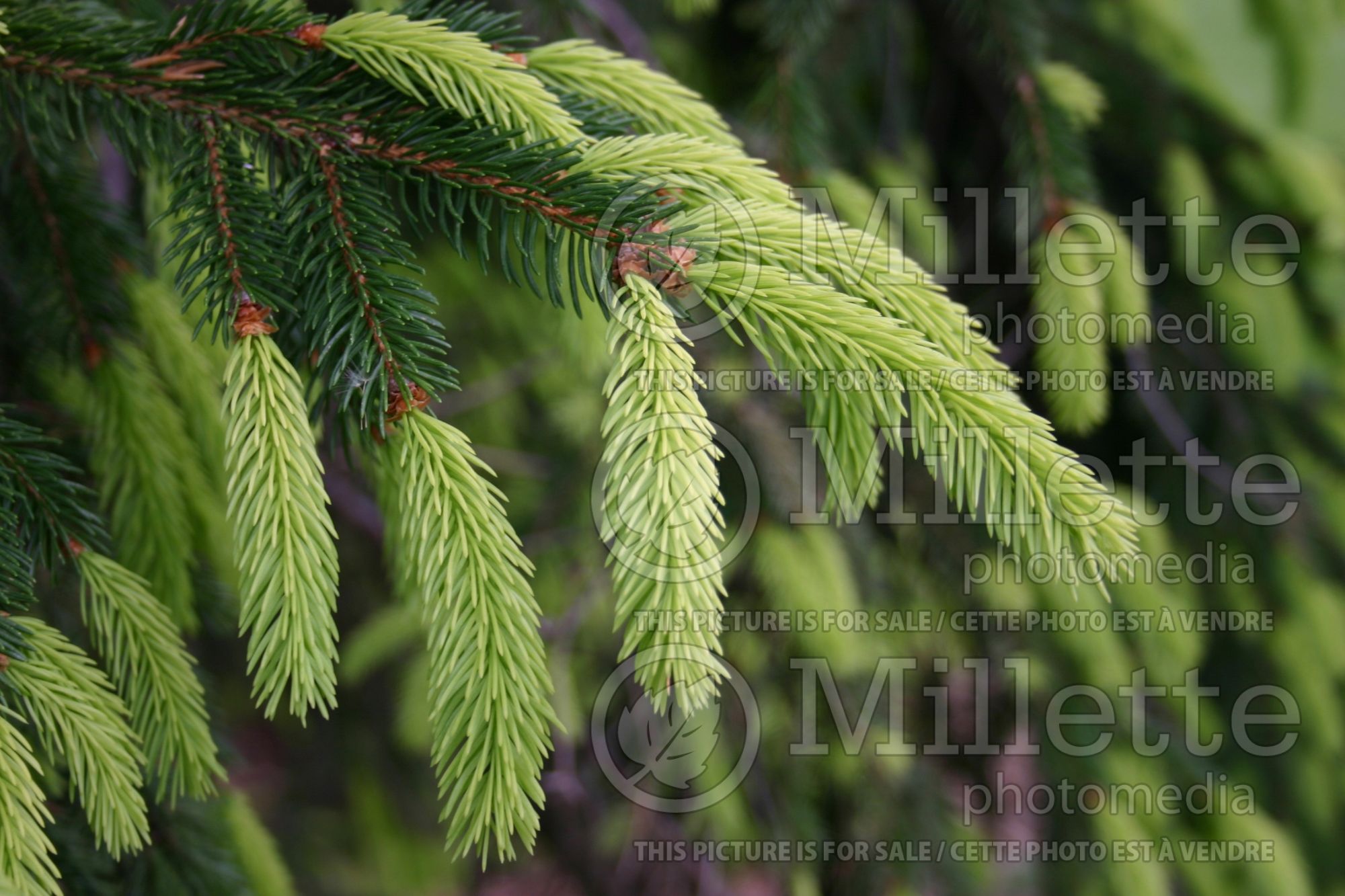 Picea Argenteospicata (Spruce conifer) 2