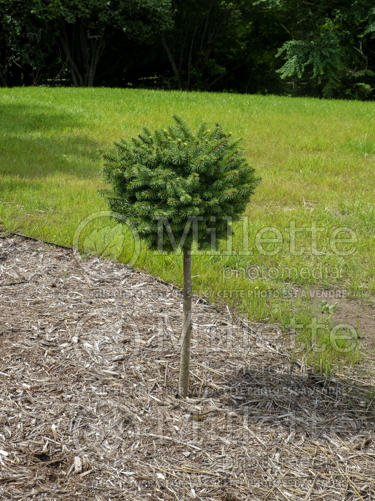 Picea Lanham’s Beehive (Spruce conifer) 4