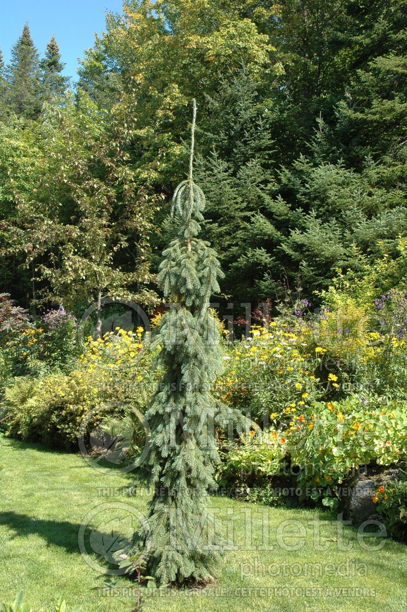 Picea Pendula (weeping white spruce conifer) 19