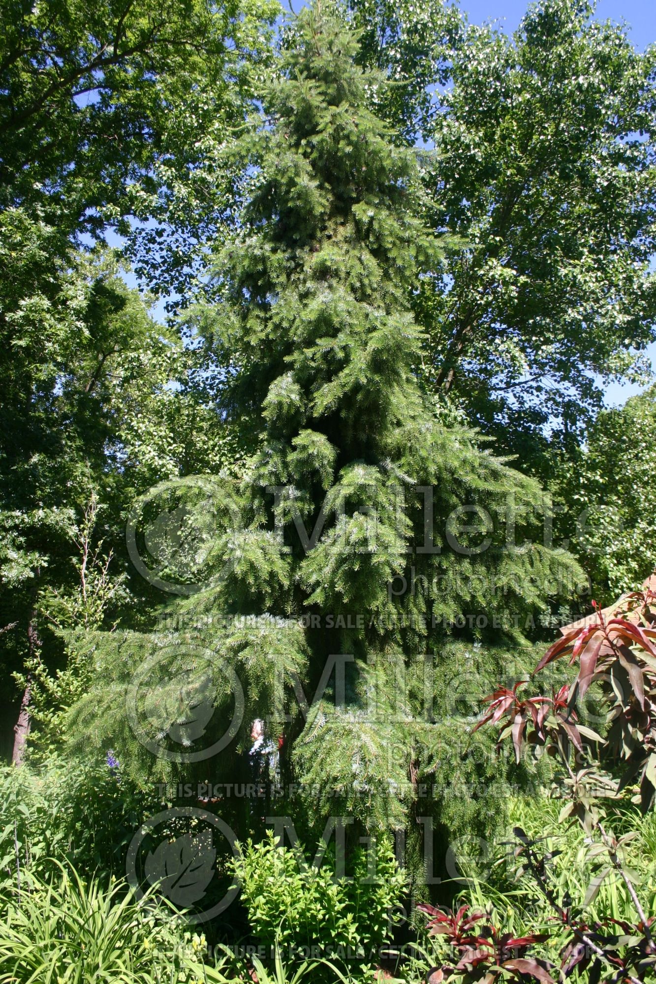 Picea Pendula (Serbian spruce Mountain Spruce conifer) 11