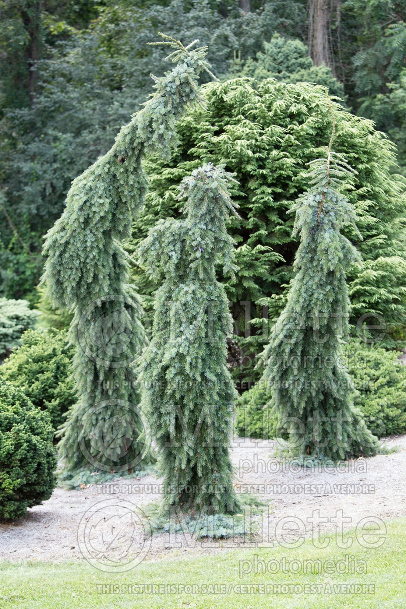 Picea Pendula Bruns (Serbian spruce Mountain Spruce conifer) 6