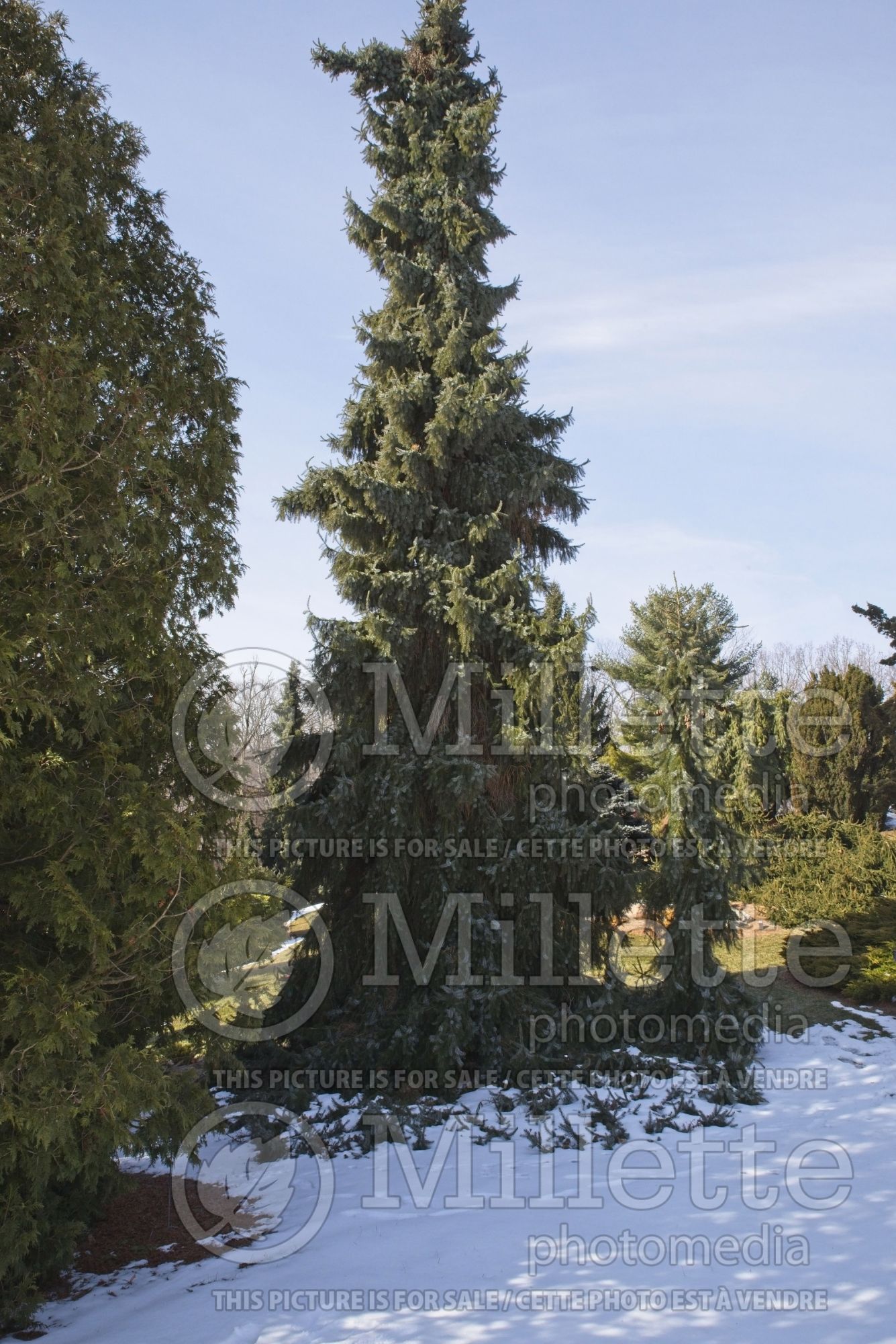Picea Pendula (Serbian spruce Mountain Spruce conifer) 8