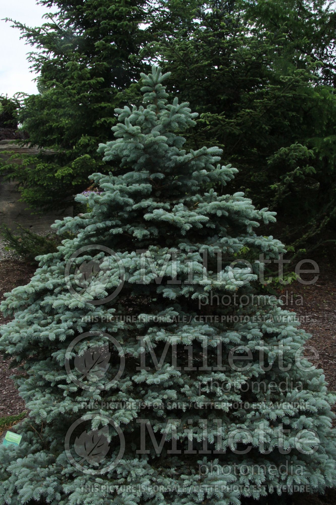 Picea Gebelle's Golden Springs (Serbian spruce Mountain Spruce conifer) 4