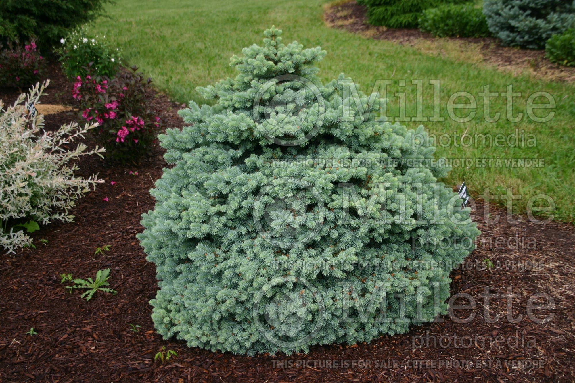 Picea Hoopsii (Serbian spruce Mountain Spruce conifer) 4